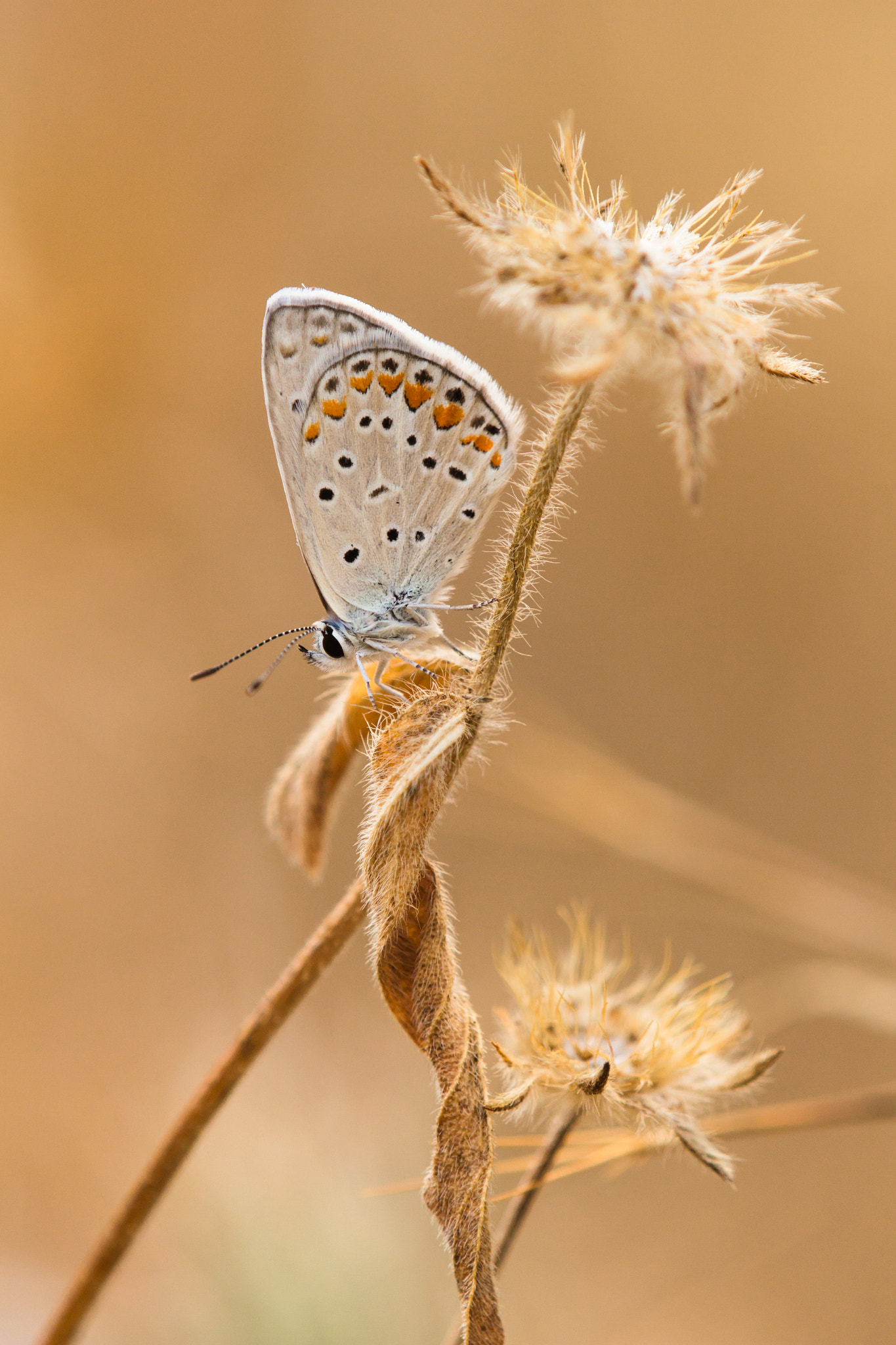 Tamron SP AF 180mm F3.5 Di LD (IF) Macro sample photo. Common blue photography