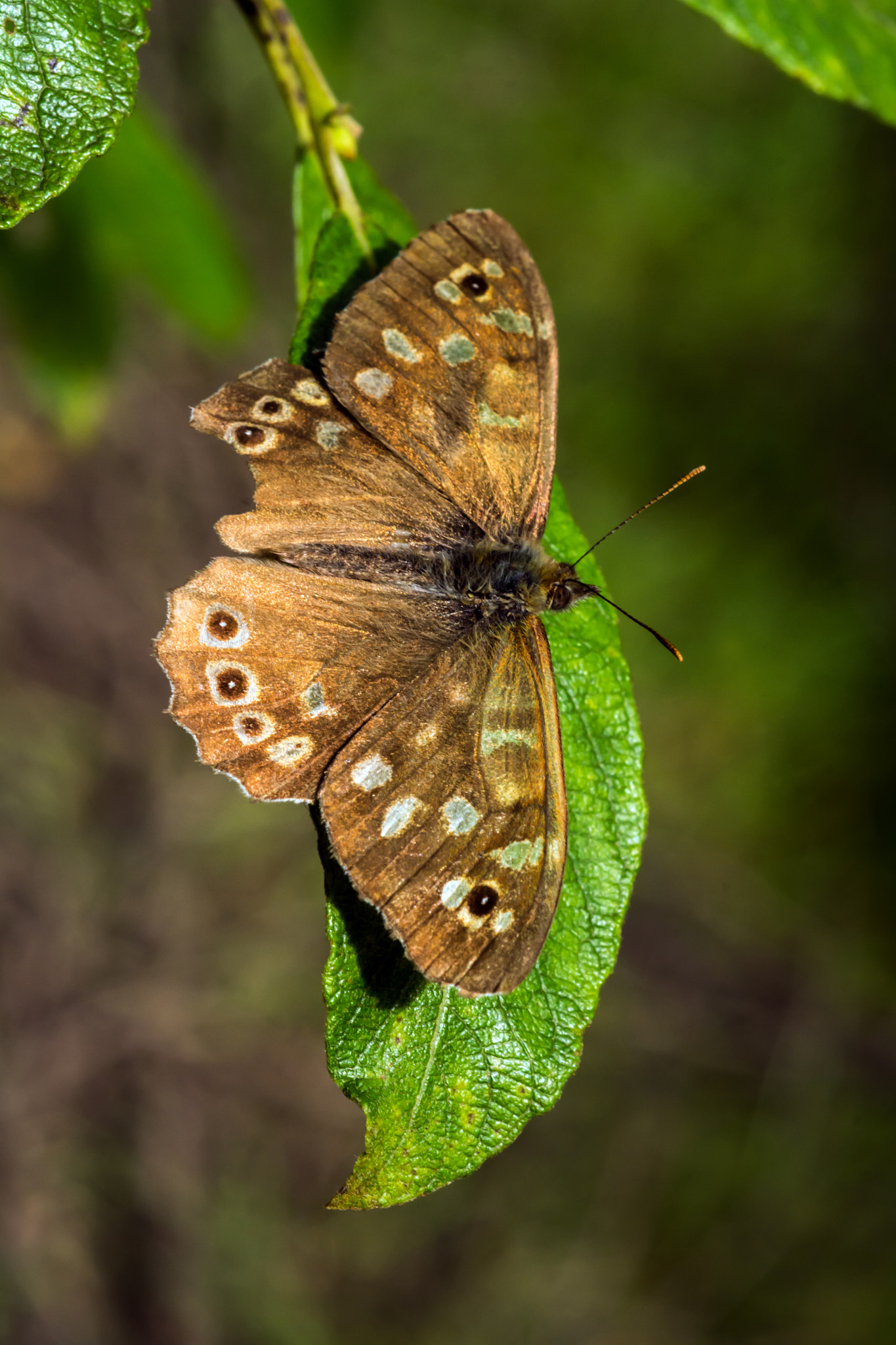 Nikon D7100 + AF Micro-Nikkor 60mm f/2.8 sample photo. If you go down in the woods today... photography