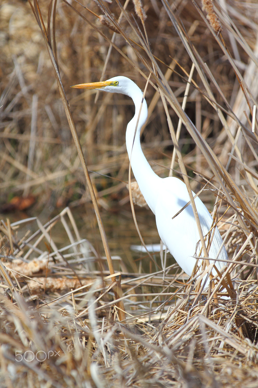 Canon EF 70-200mm F2.8L IS II USM sample photo. Hiding in plain sight photography