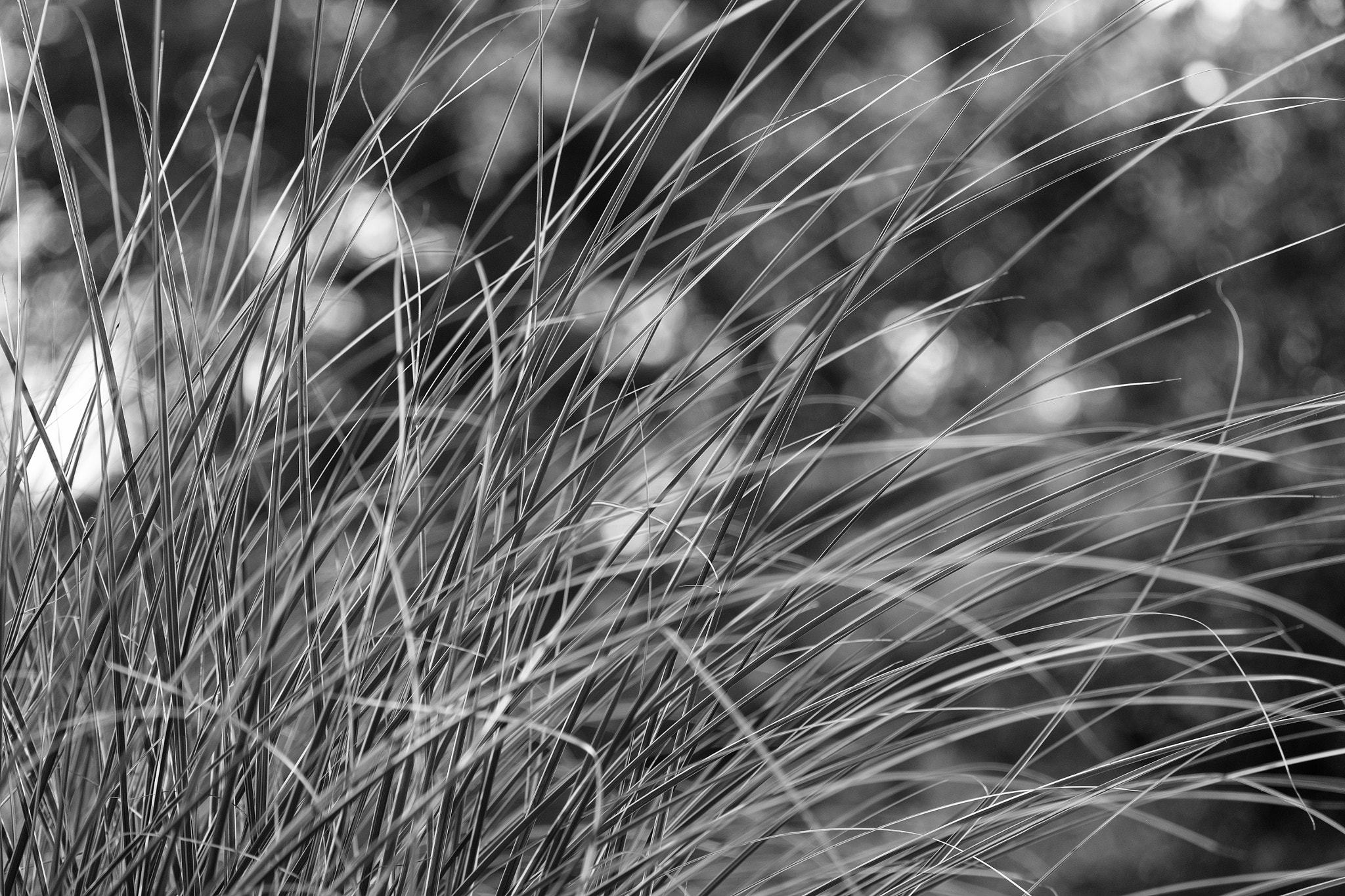 Fujifilm X-Pro1 + Fujifilm XF 55-200mm F3.5-4.8 R LM OIS sample photo. Ornamental grass photography