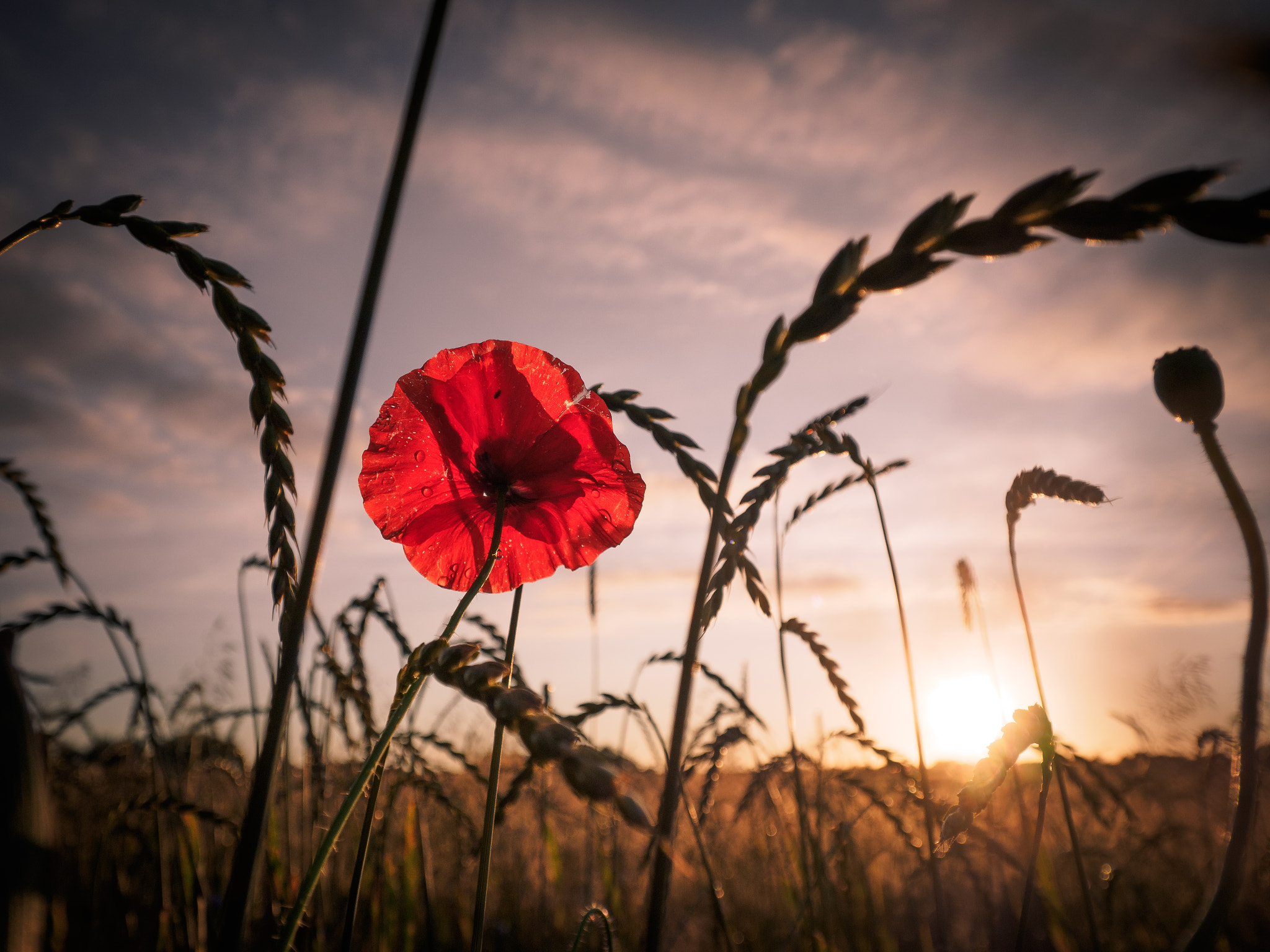 Olympus OM-D E-M1 + Panasonic Lumix G Vario 7-14mm F4 ASPH sample photo. Red poppy photography