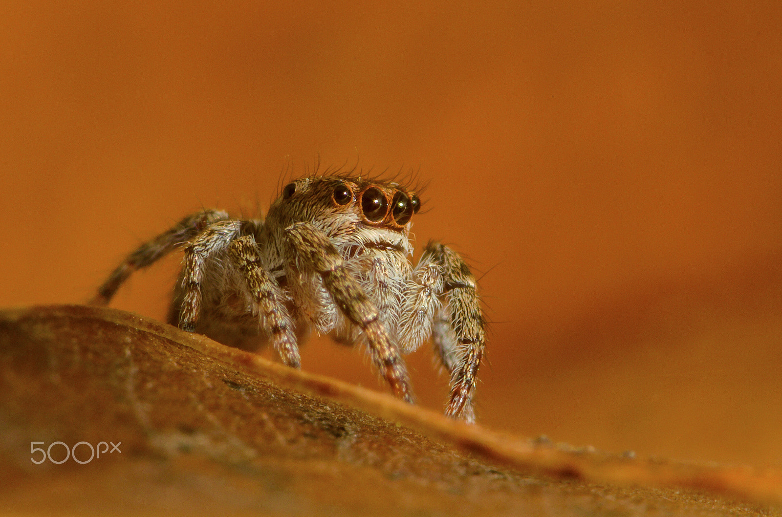 Canon EF 180mm F3.5L Macro USM sample photo. Saltarina photography