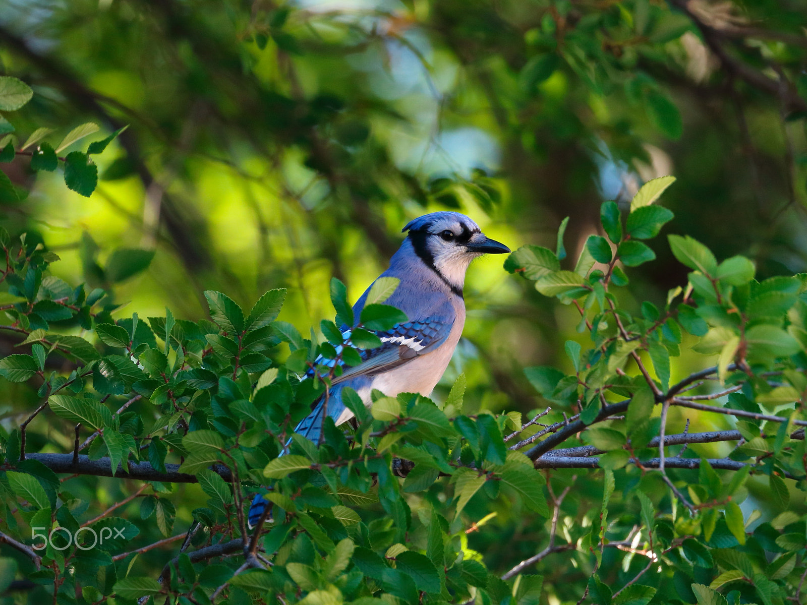 Canon EOS 760D (EOS Rebel T6s / EOS 8000D) sample photo. Blue jay 04 photography