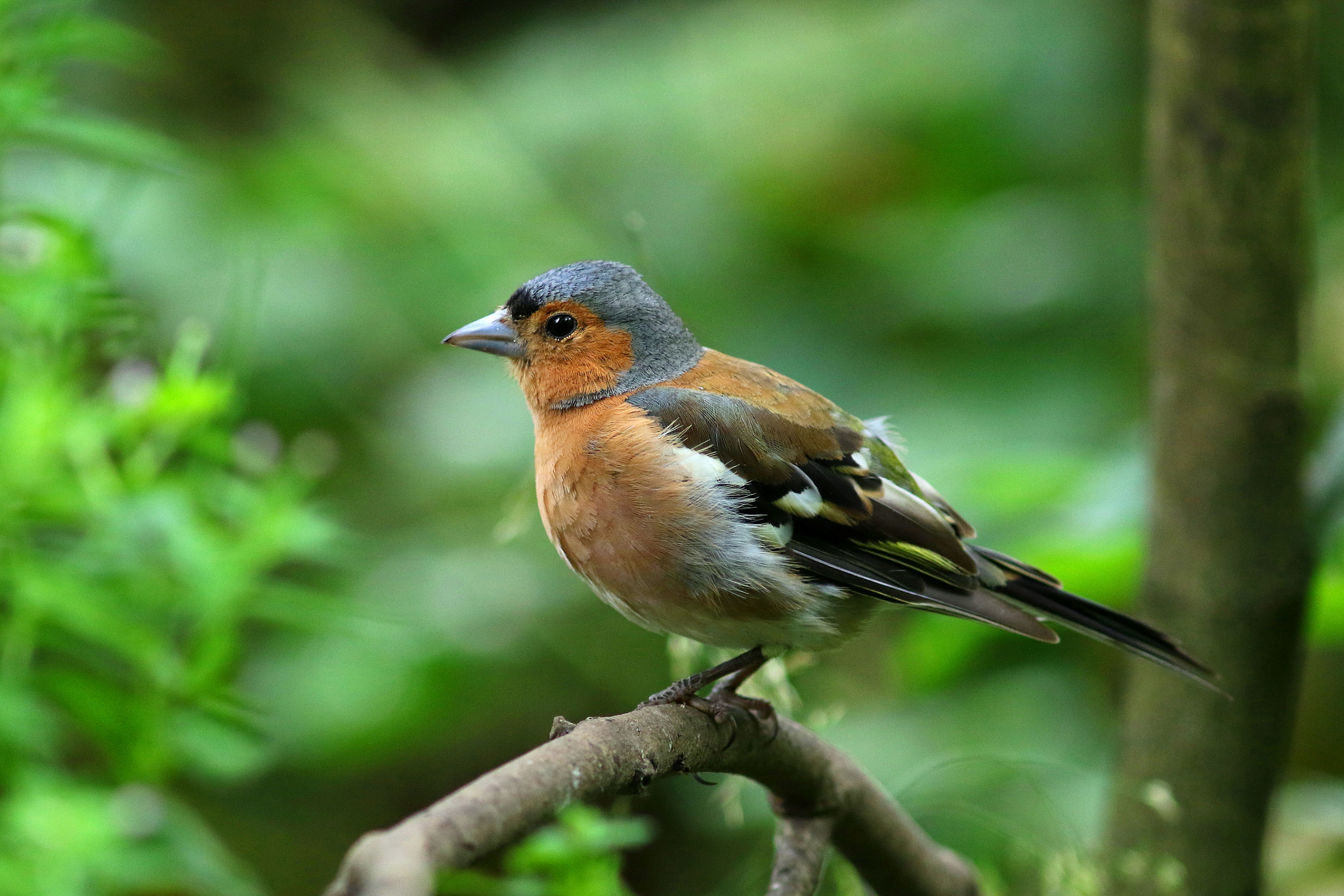 Canon EF 300mm F4L IS USM sample photo. Chaffinch photography