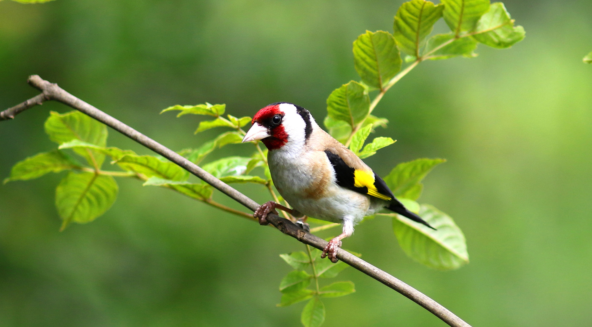 Canon EF 300mm F4L IS USM sample photo. Gold finch photography