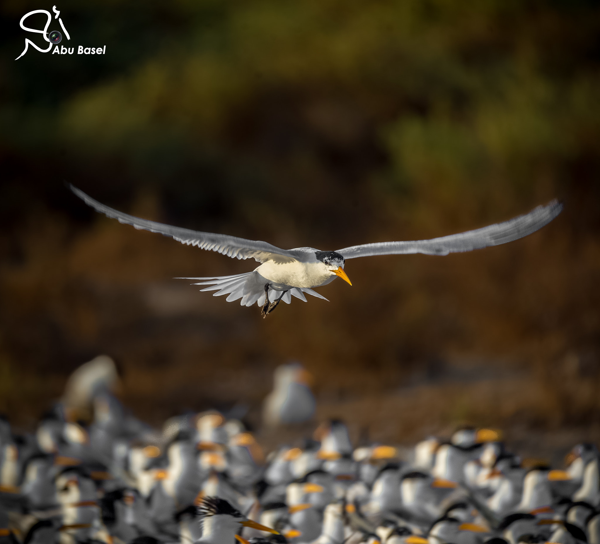 Sigma 150-600mm F5-6.3 DG OS HSM | S sample photo. Untitled photography