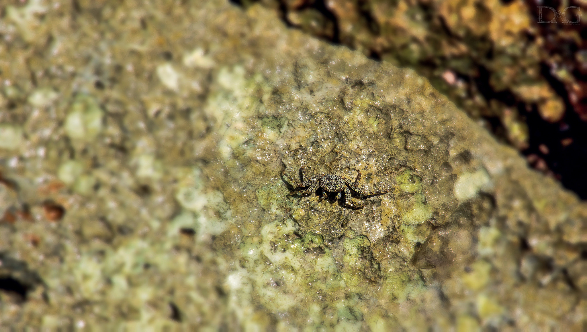 Sigma 18-250mm F3.5-6.3 DC OS HSM sample photo. Krebs - 07 photography