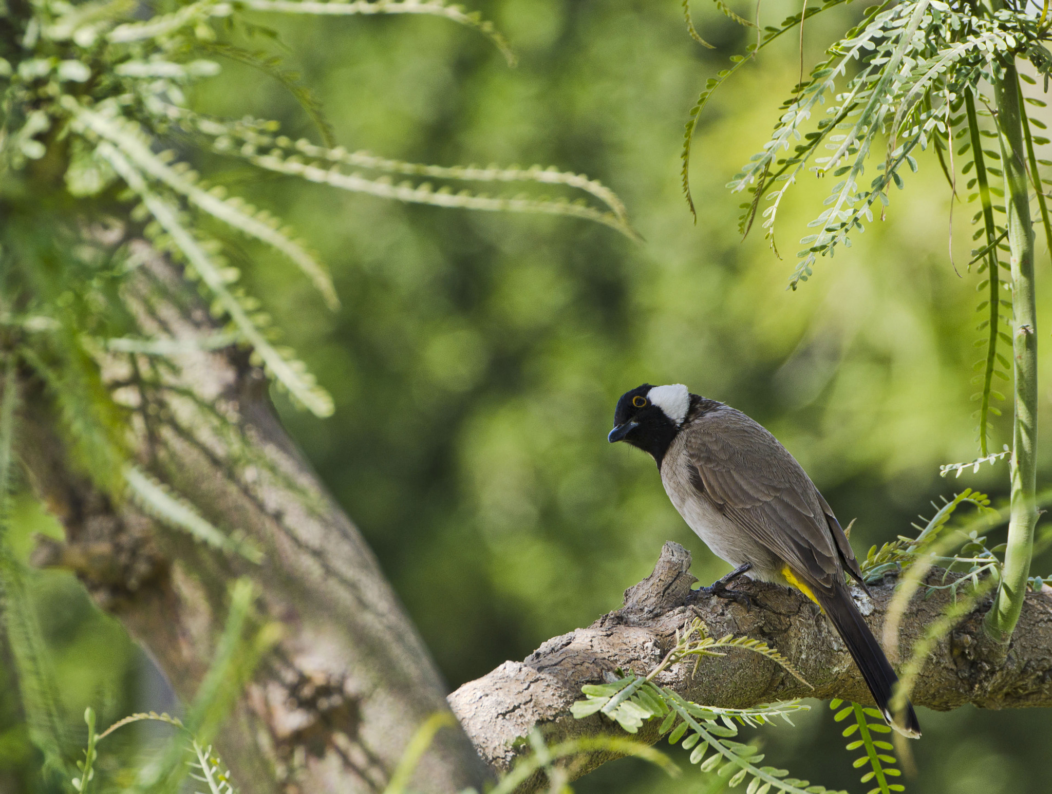 Sigma 50-500mm F4.5-6.3 DG OS HSM sample photo. Image photography