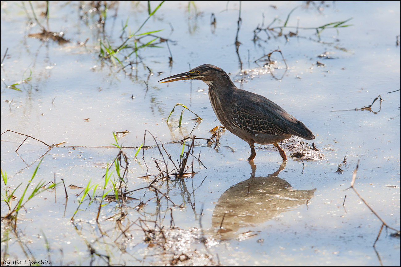 Canon EOS-1D Mark III + Canon EF 300mm F2.8L IS USM sample photo. Green heron photography