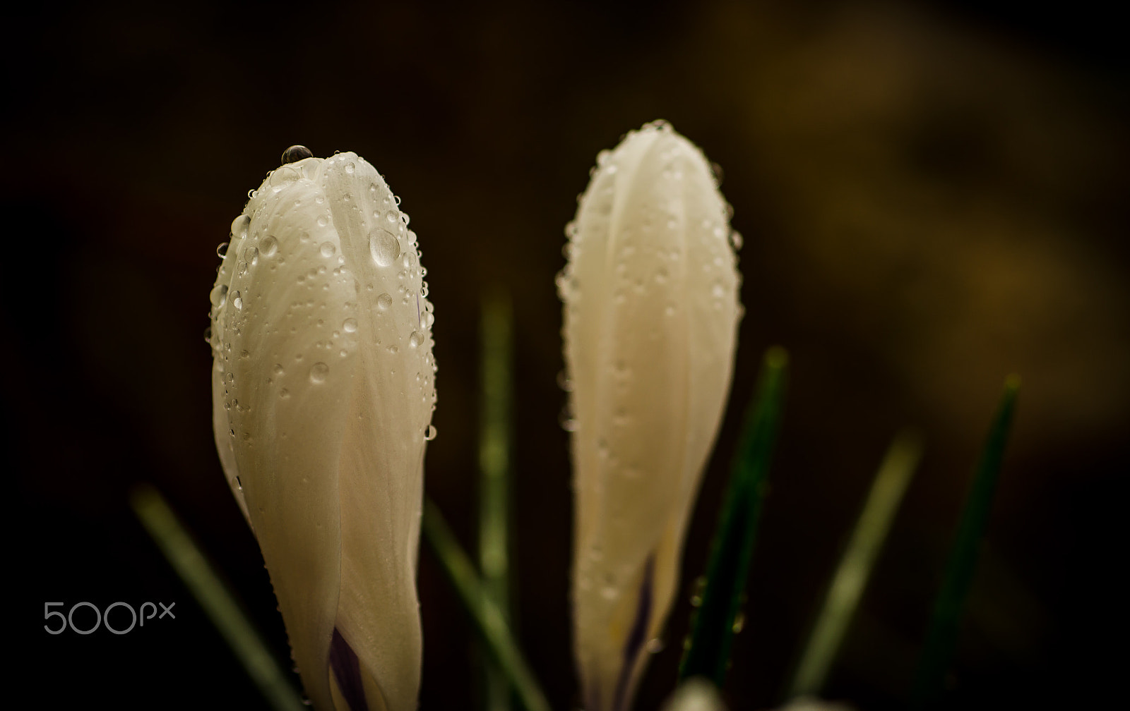 Nikon D5100 + Nikon AF Micro-Nikkor 60mm F2.8D sample photo. Little wet plants photography