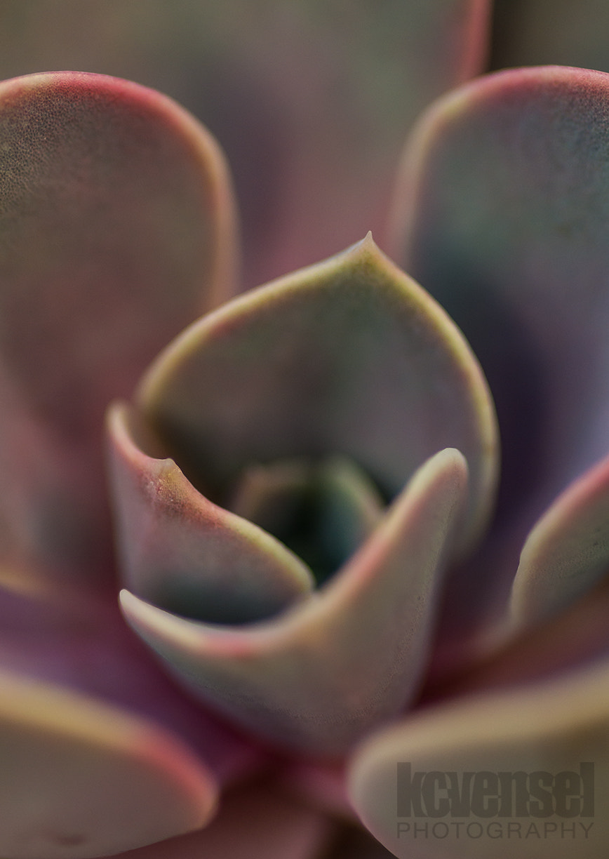 Pentax smc D-FA 100mm F2.8 Macro WR sample photo. Forms photography