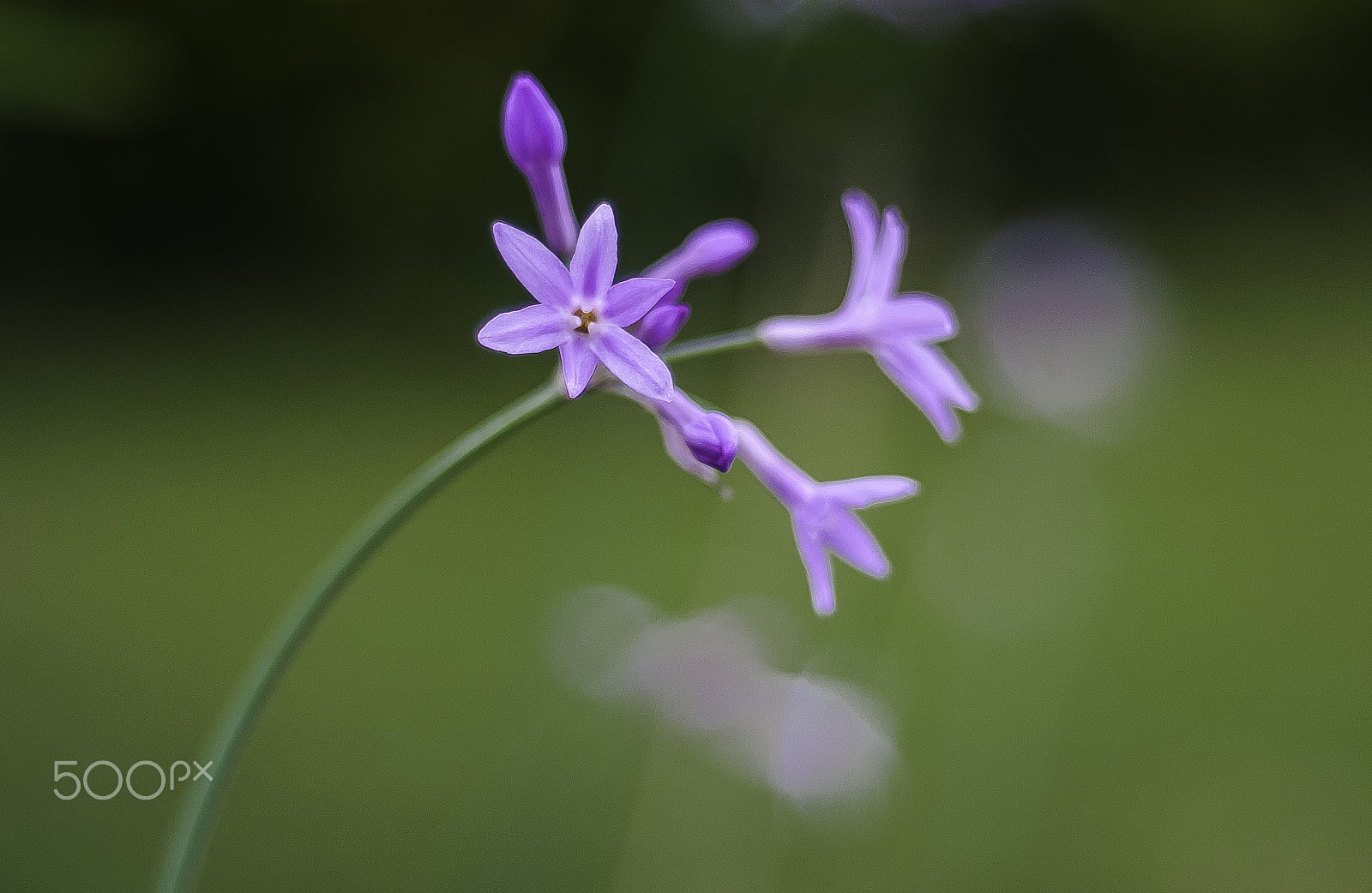 Nikon D300 + AF Nikkor 50mm f/1.8 sample photo. Sweet flower photography