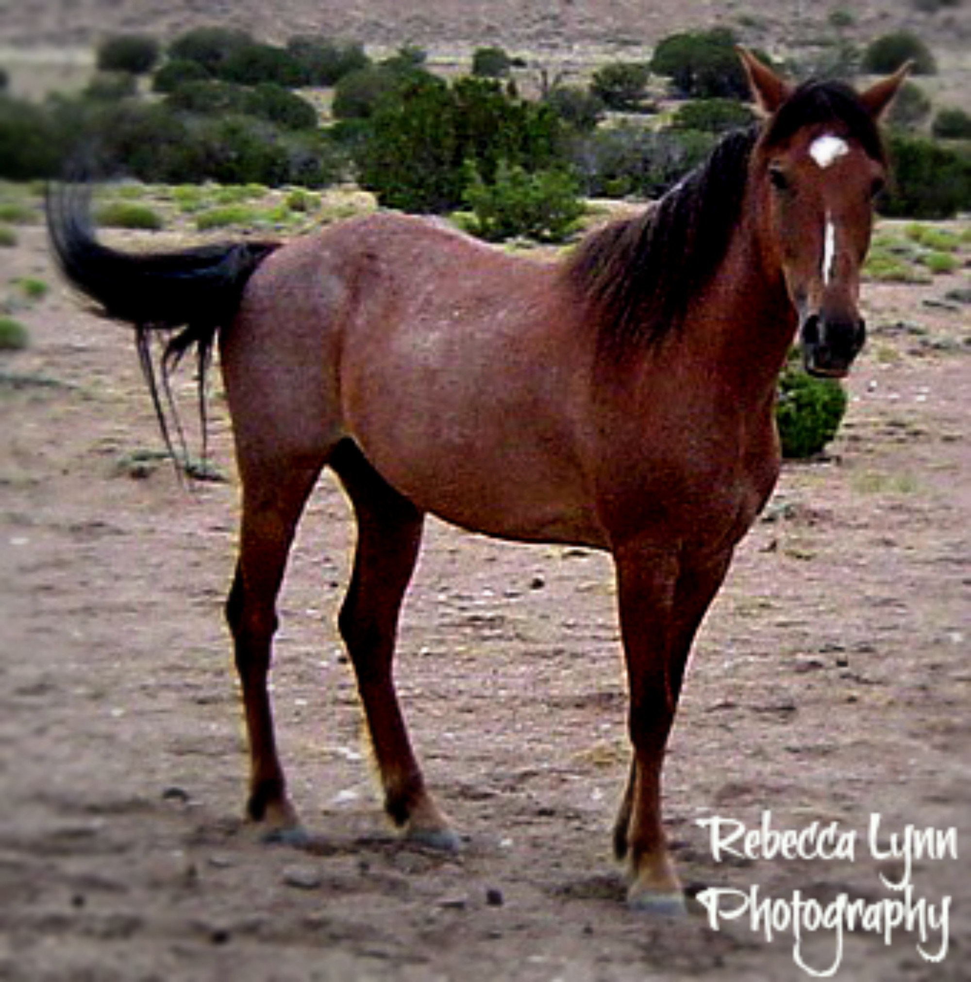 Sony DSC-P72 sample photo. Apple of my eye photography