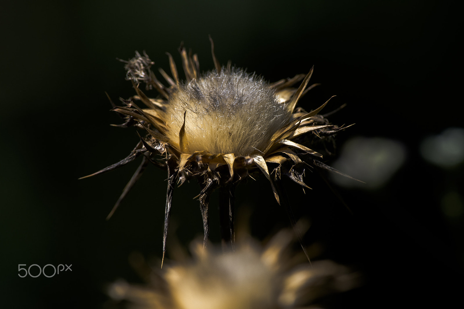 Nikon AF-S Nikkor 300mm F2.8G ED VR II sample photo. Thorny light photography