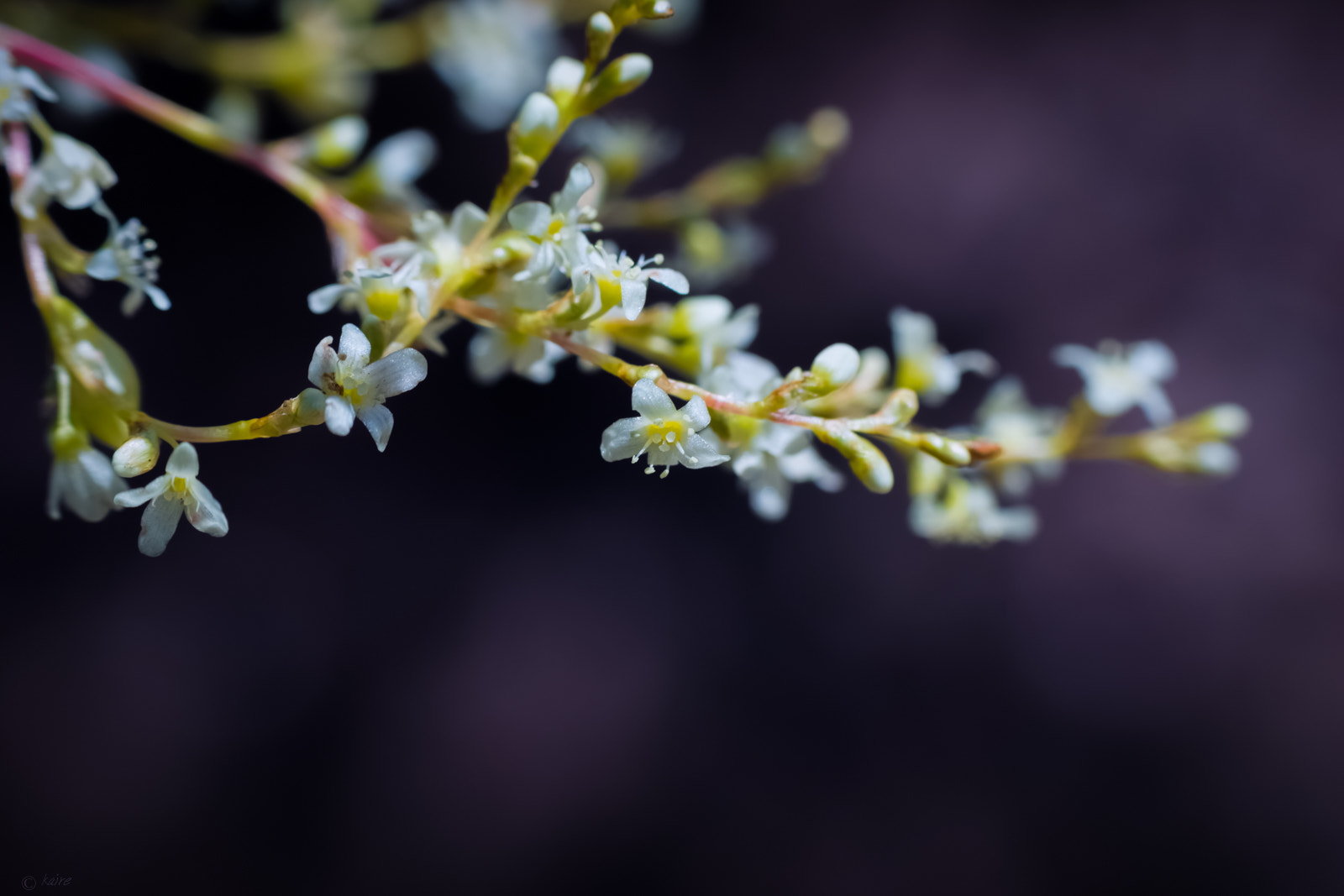 Tamron AF 55-200mm F4-5.6 Di II LD Macro sample photo. Delicate touch photography