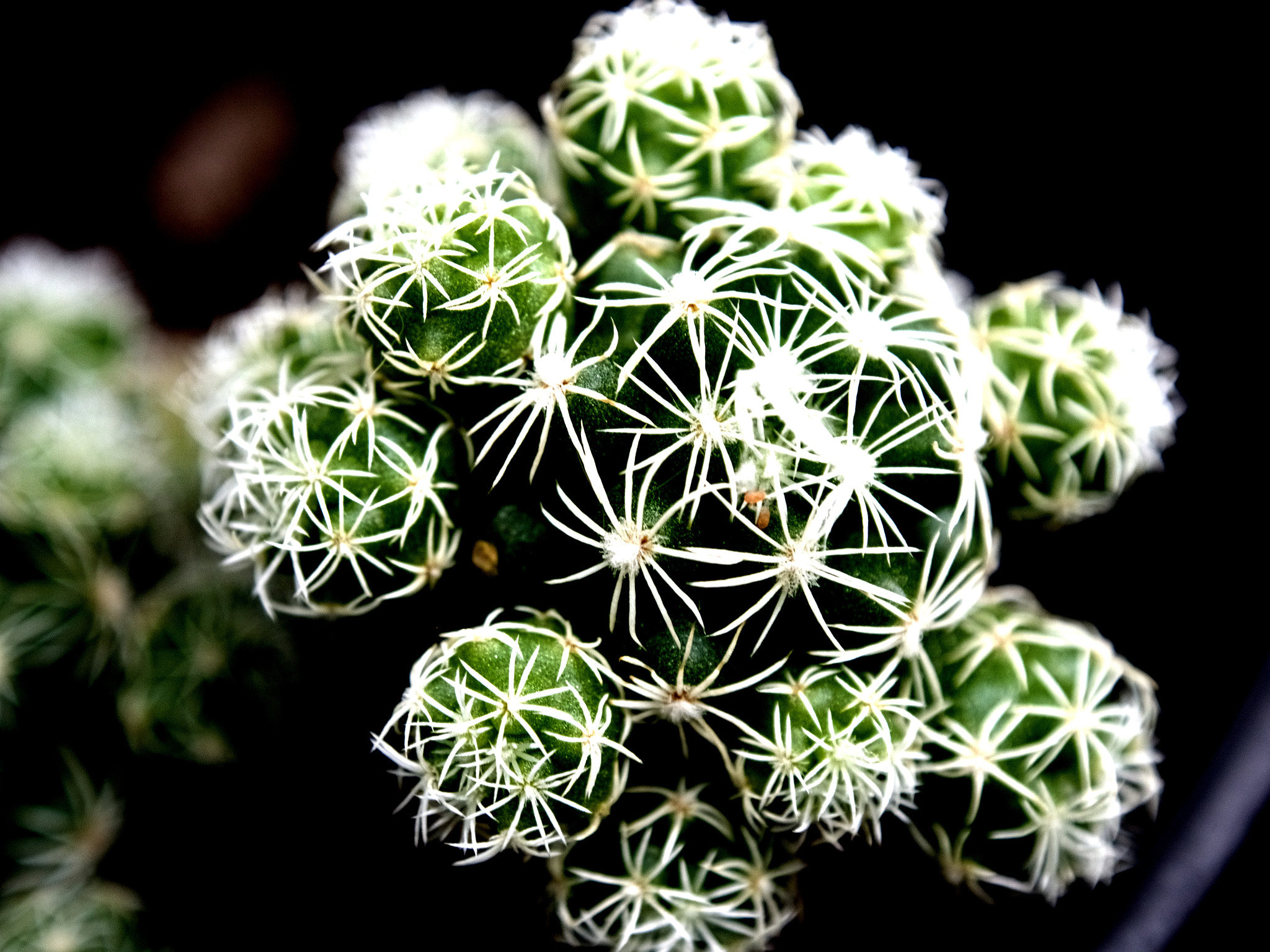 OLYMPUS M.12-50mm F3.5-6.3 sample photo. Cactus photography