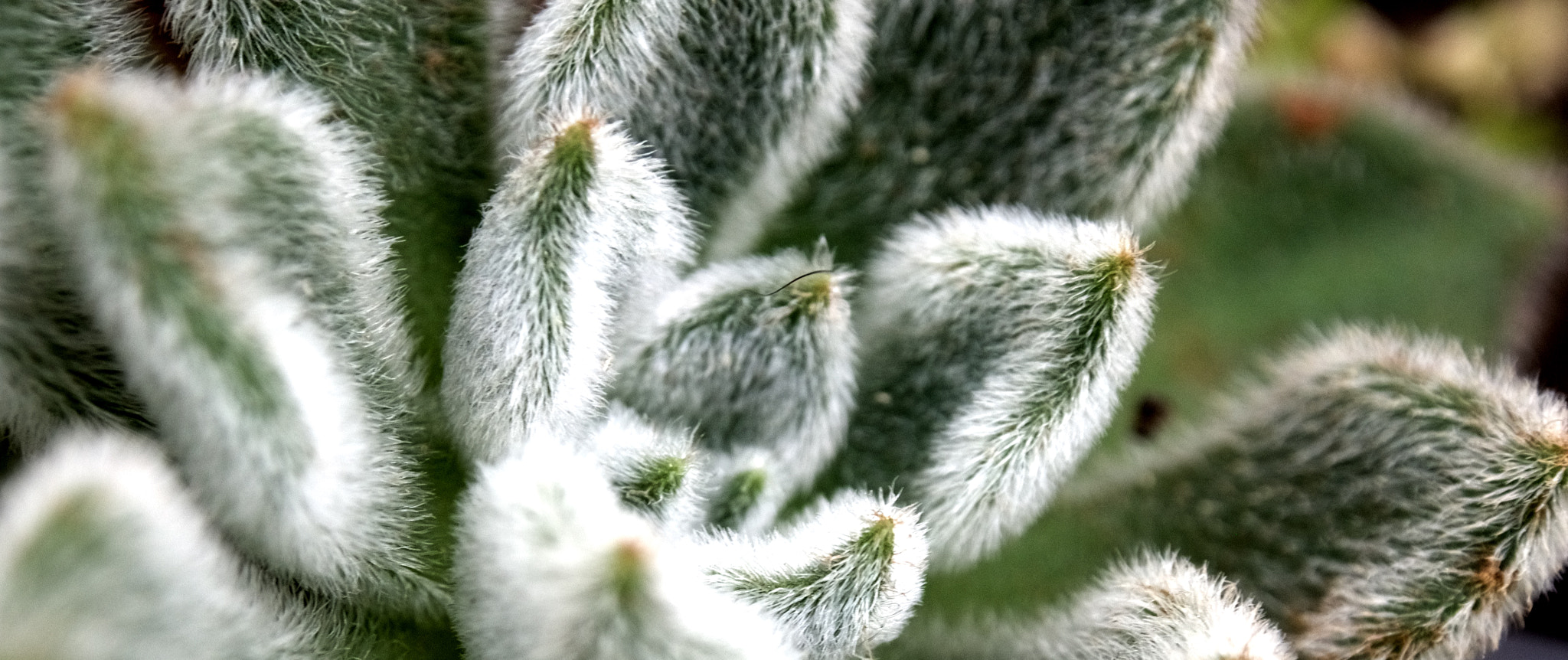 OLYMPUS M.12-50mm F3.5-6.3 sample photo. Cactuses photography