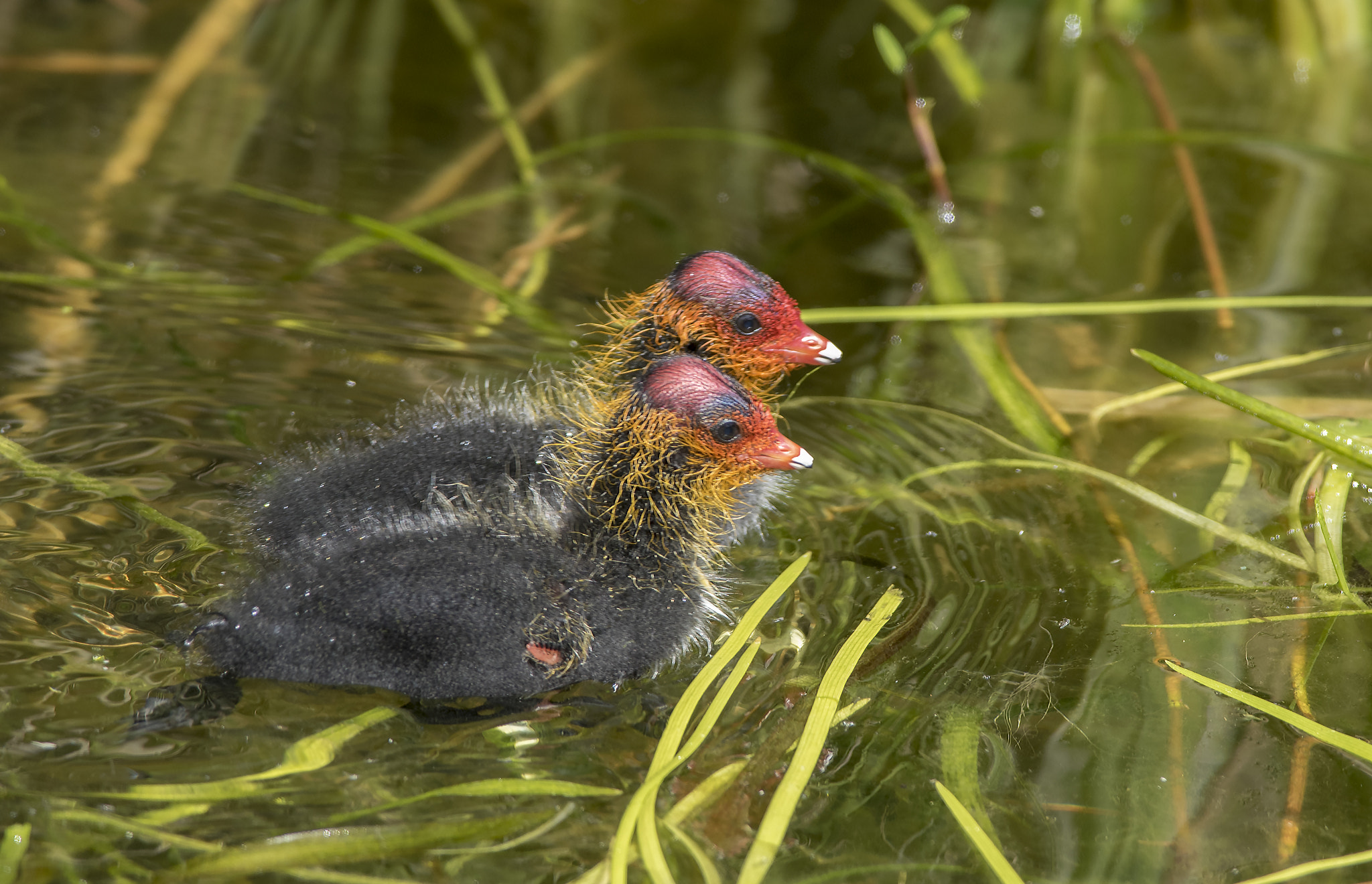 Nikon D810 + Nikon AF-S Nikkor 300mm F4D ED-IF sample photo. Eurasian coot photography