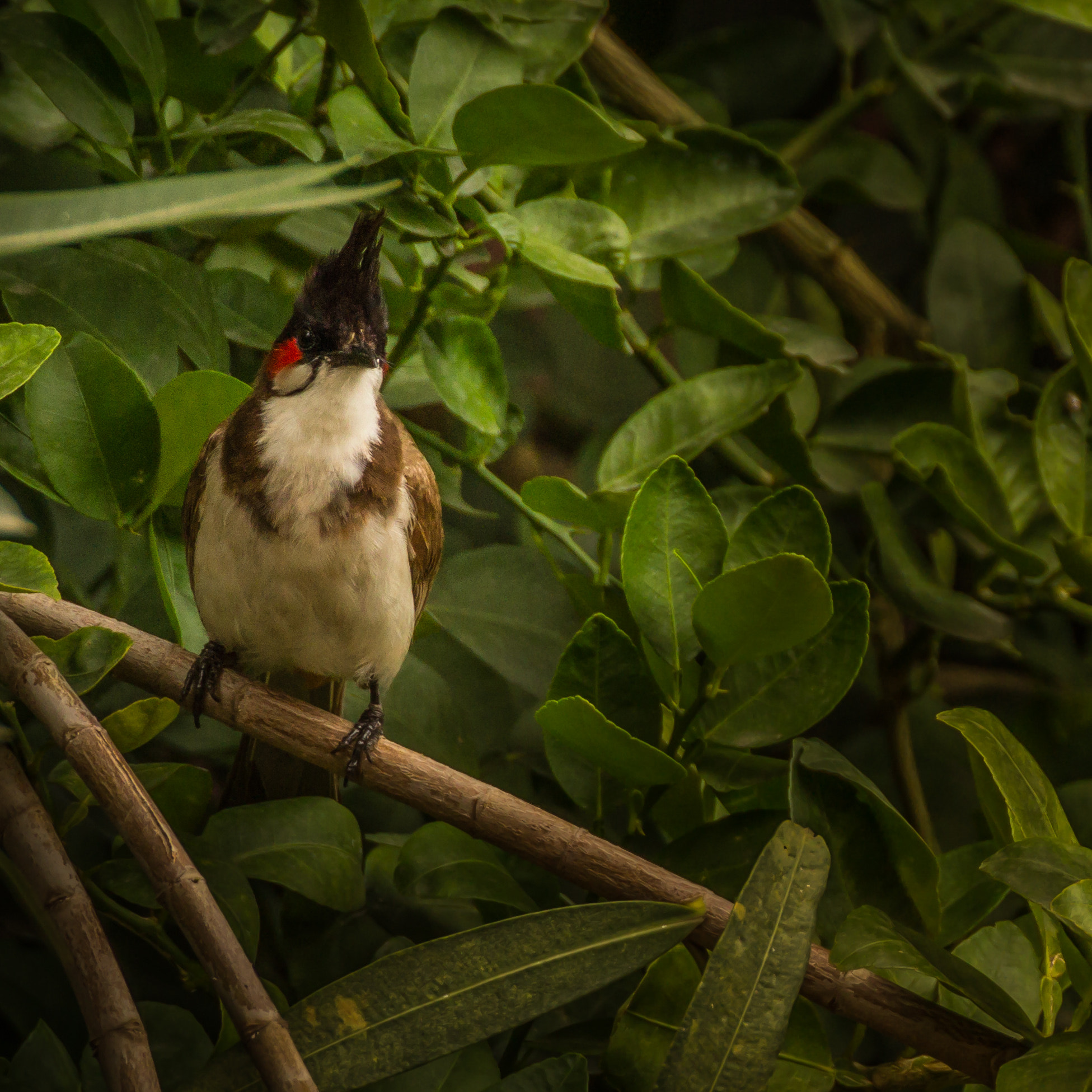Tamron SP 35mm F1.8 Di VC USD sample photo. Red-whiskered bulbul photography