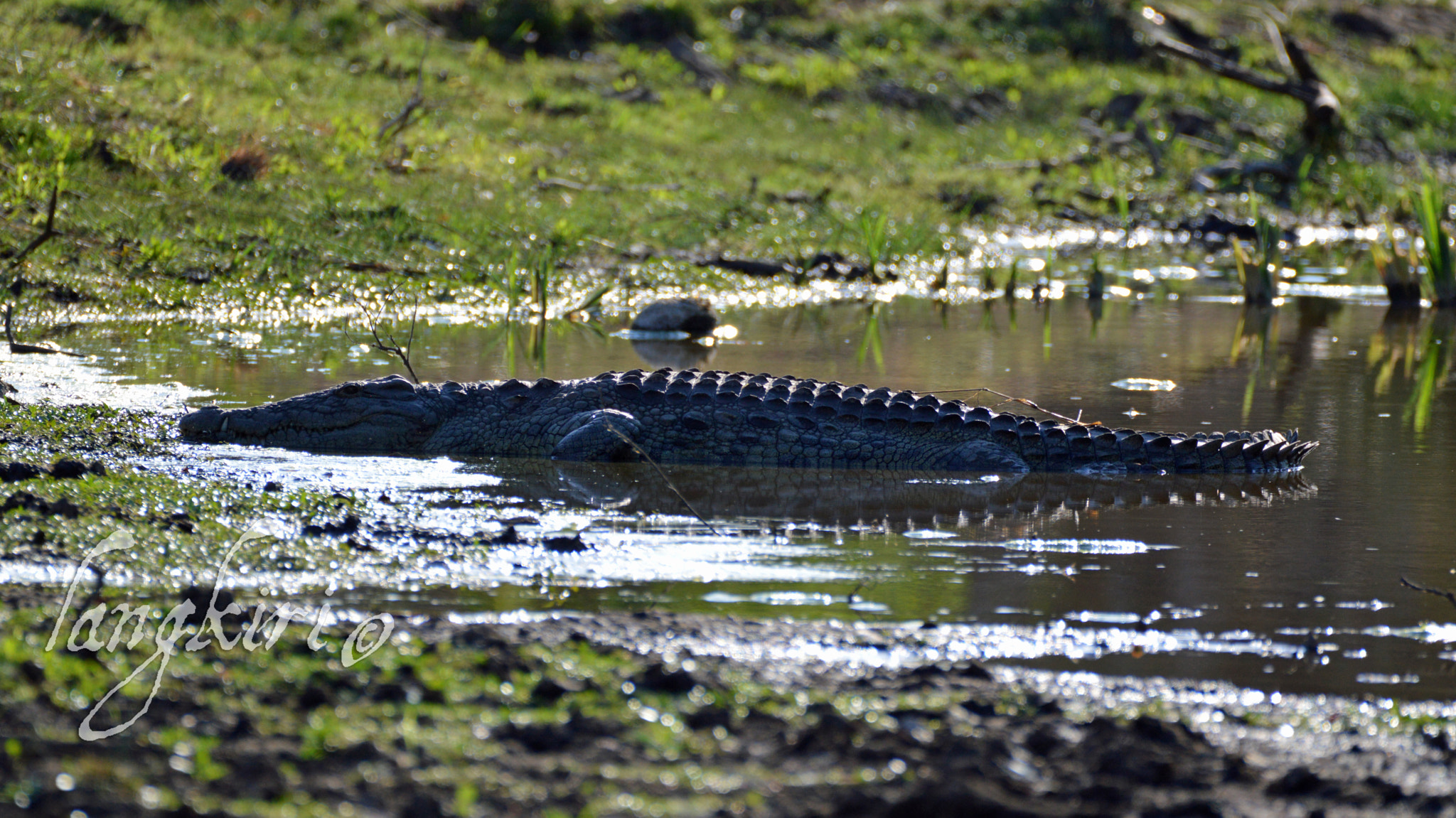 Sigma 150-600mm F5-6.3 DG OS HSM | C sample photo. Contempt croc. photography