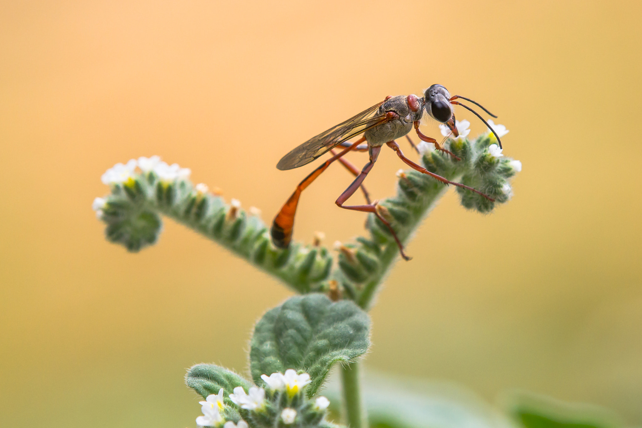 Tamron SP AF 180mm F3.5 Di LD (IF) Macro sample photo. Ammophila photography