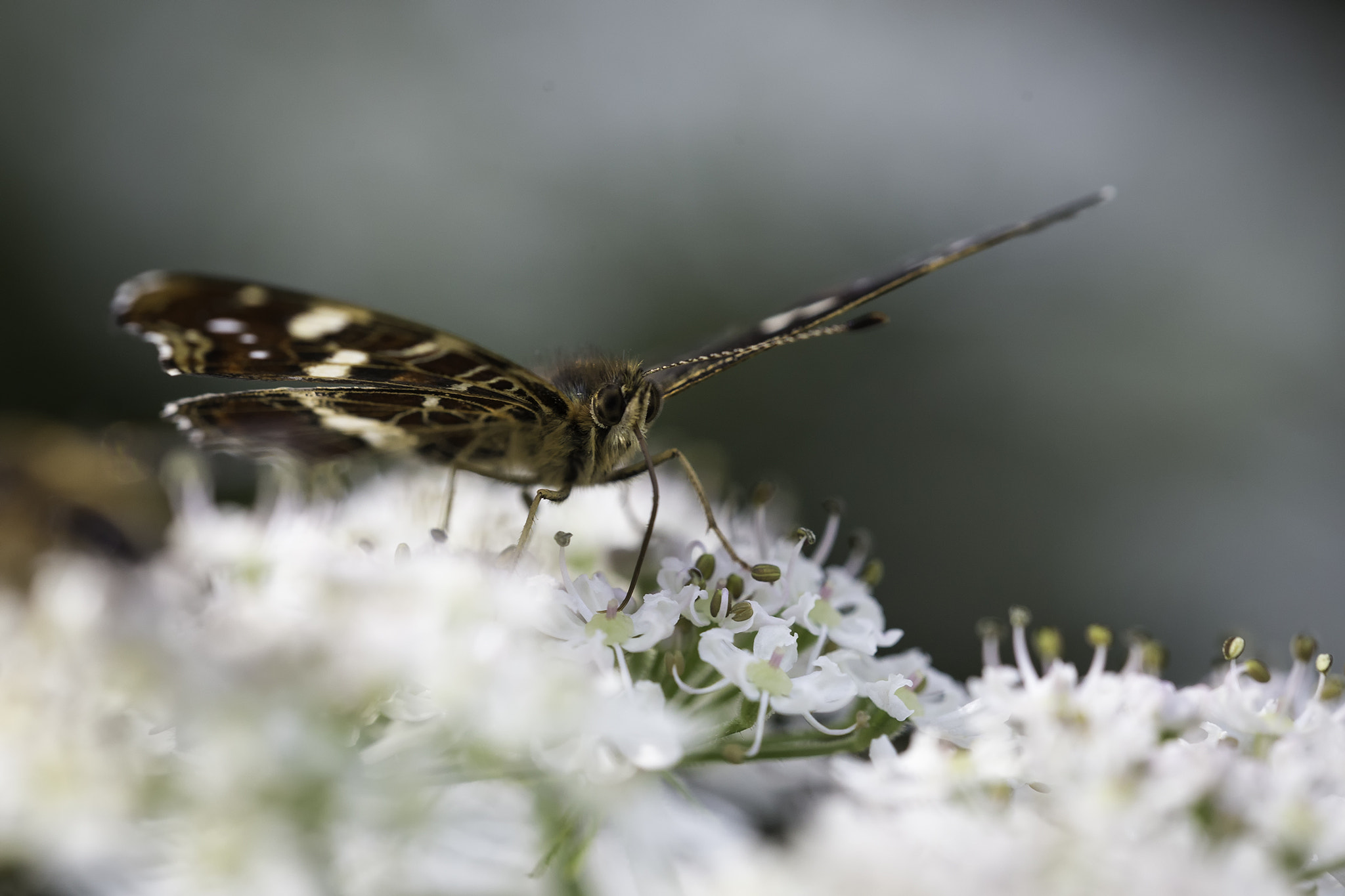 Sigma 150mm f/2.8 EX DG OS HSM APO Macro sample photo. Butterfly photography