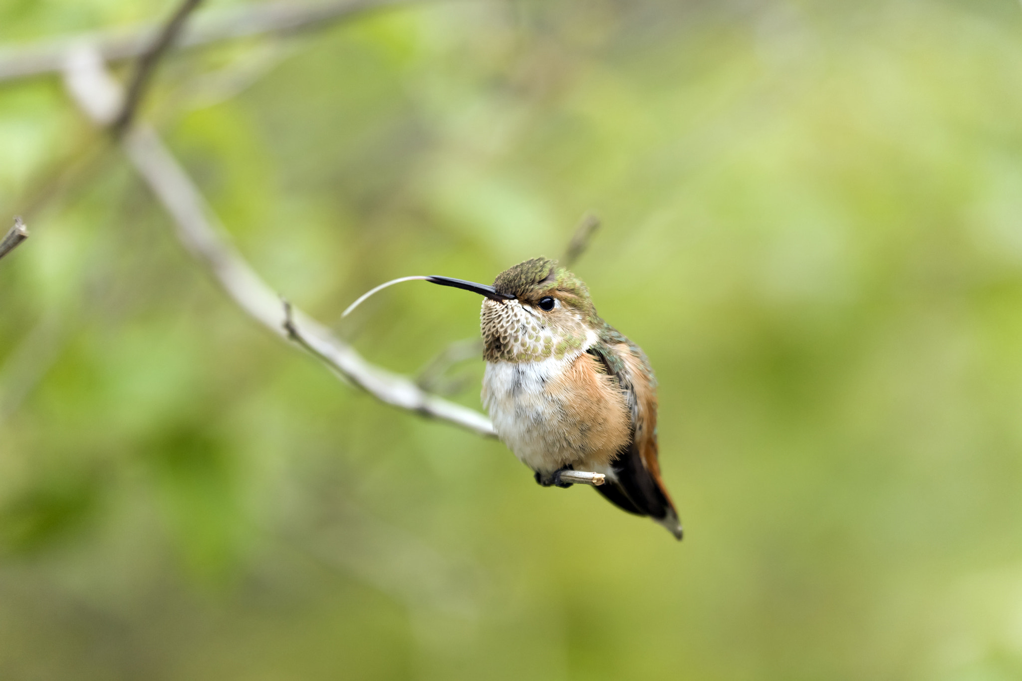 Canon EOS 5D + Canon EF 100-400mm F4.5-5.6L IS USM sample photo. Rufous hummingbird with her tongue out photography