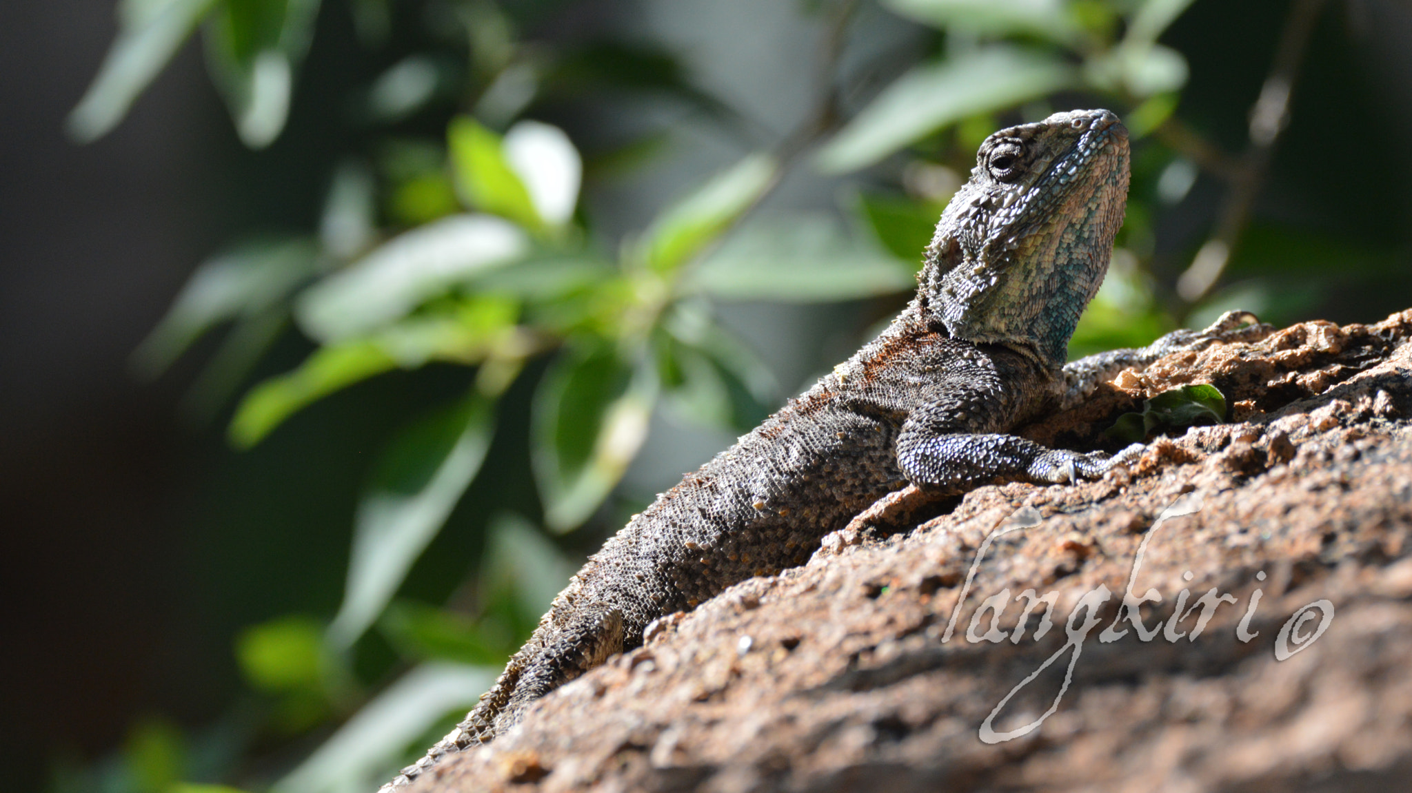 Sigma 150-600mm F5-6.3 DG OS HSM | C sample photo. Female blue head agama lizard photography