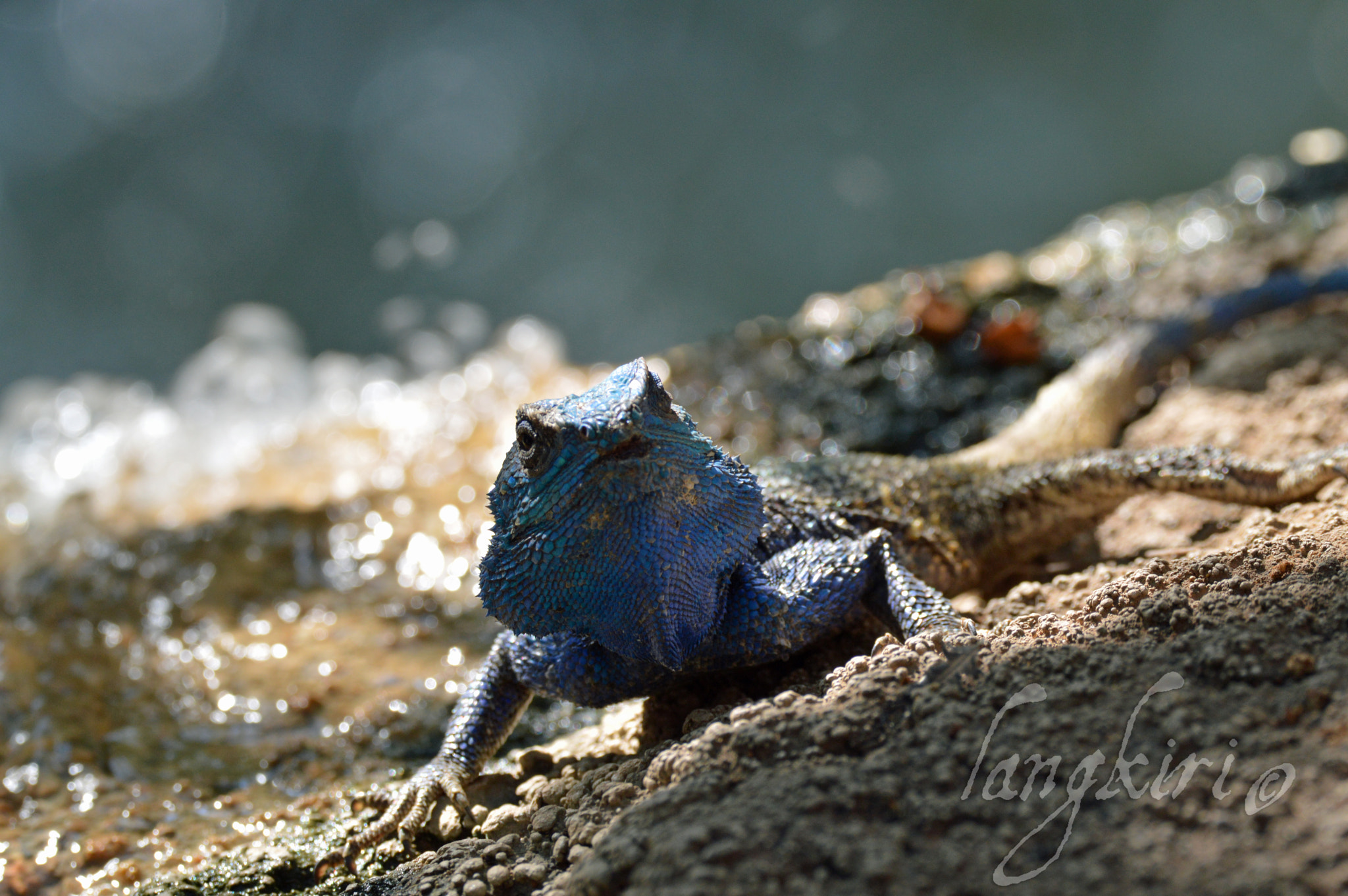 Nikon D3200 + Sigma 150-600mm F5-6.3 DG OS HSM | C sample photo. Male blue head agama lizard photography