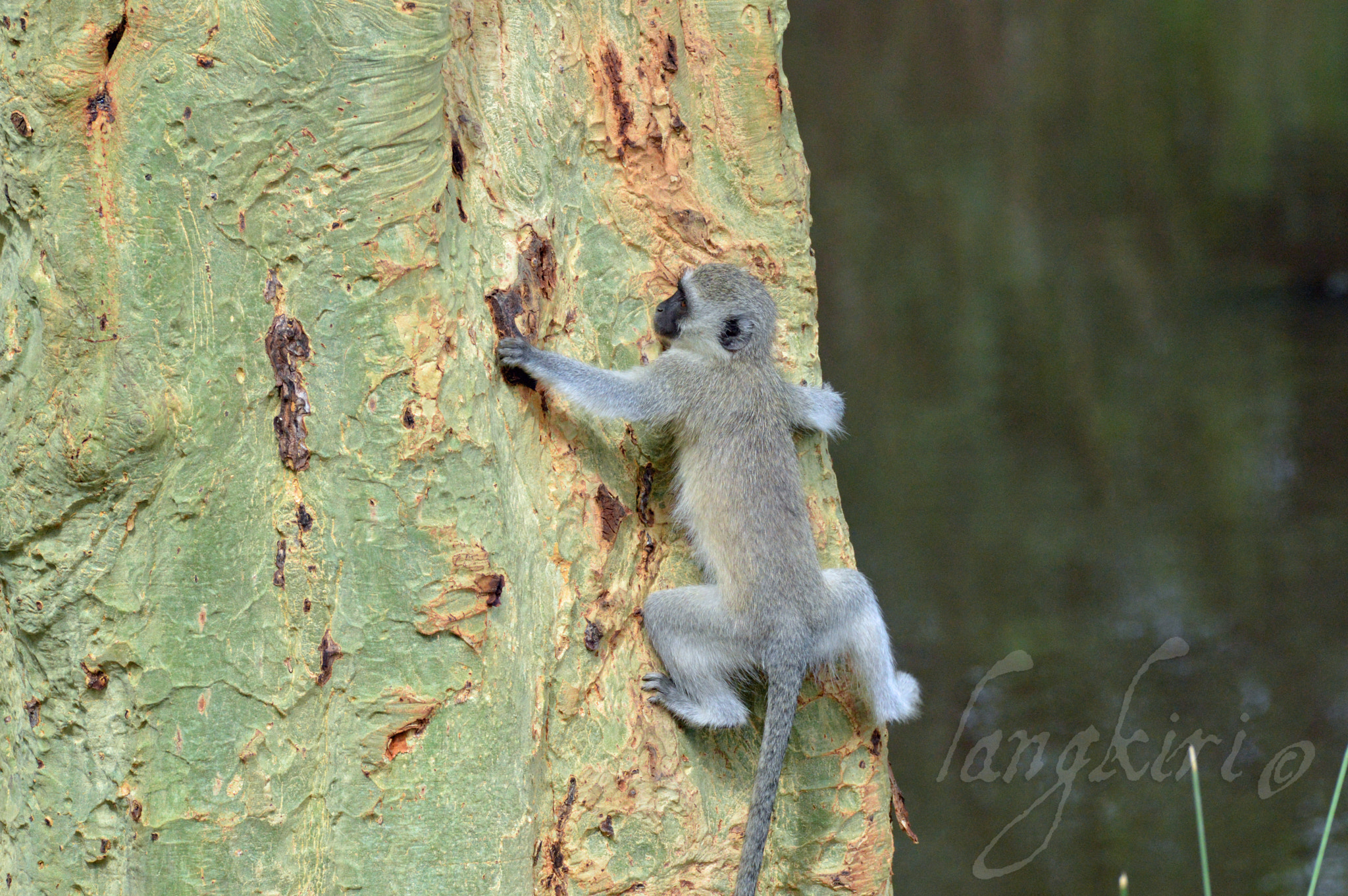 Sigma 150-600mm F5-6.3 DG OS HSM | C sample photo. Hang on!!! photography