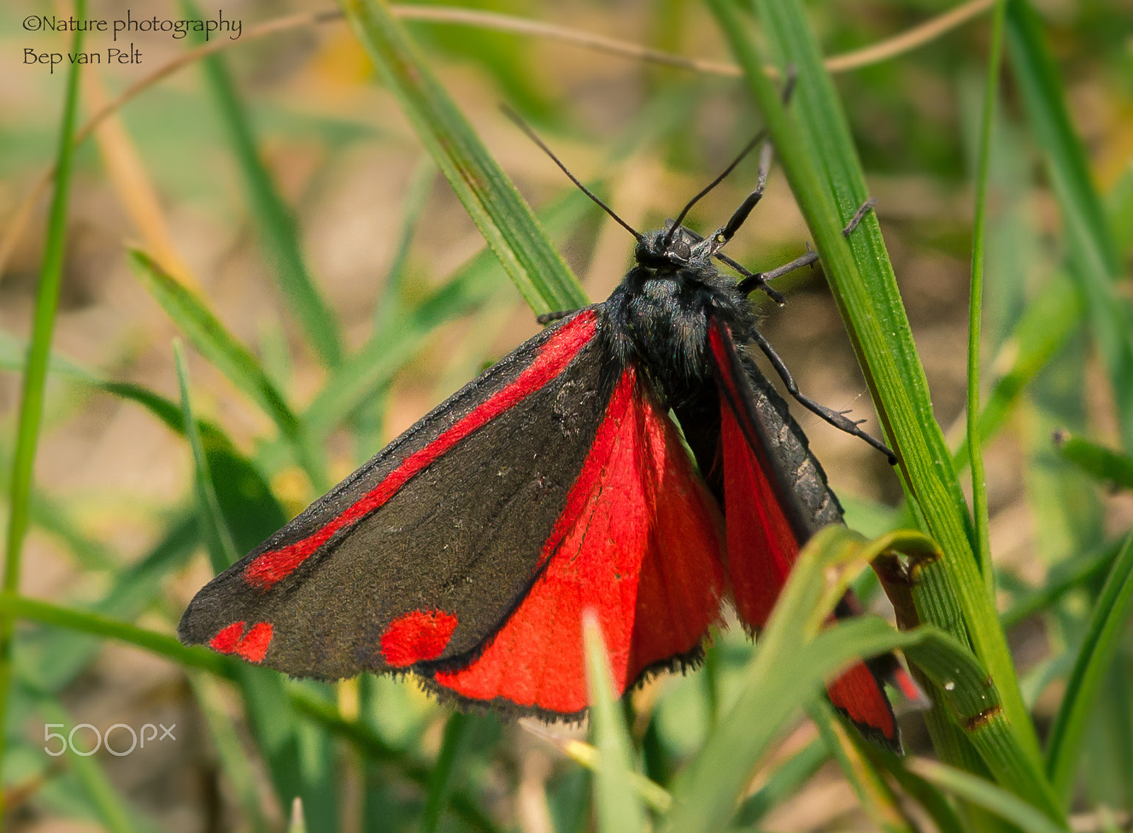Nikon AF-S DX Micro-Nikkor 85mm F3.5G ED VR sample photo. Six spot burnet (zygaena filipendulae) photography