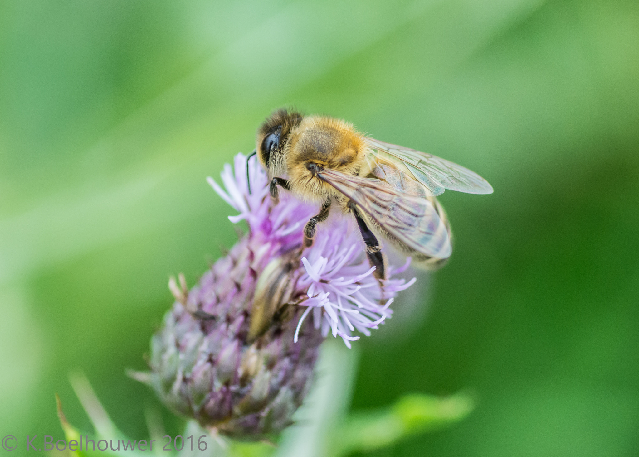 Nikon D5200 + Tamron SP 90mm F2.8 Di VC USD 1:1 Macro sample photo. Bee photography