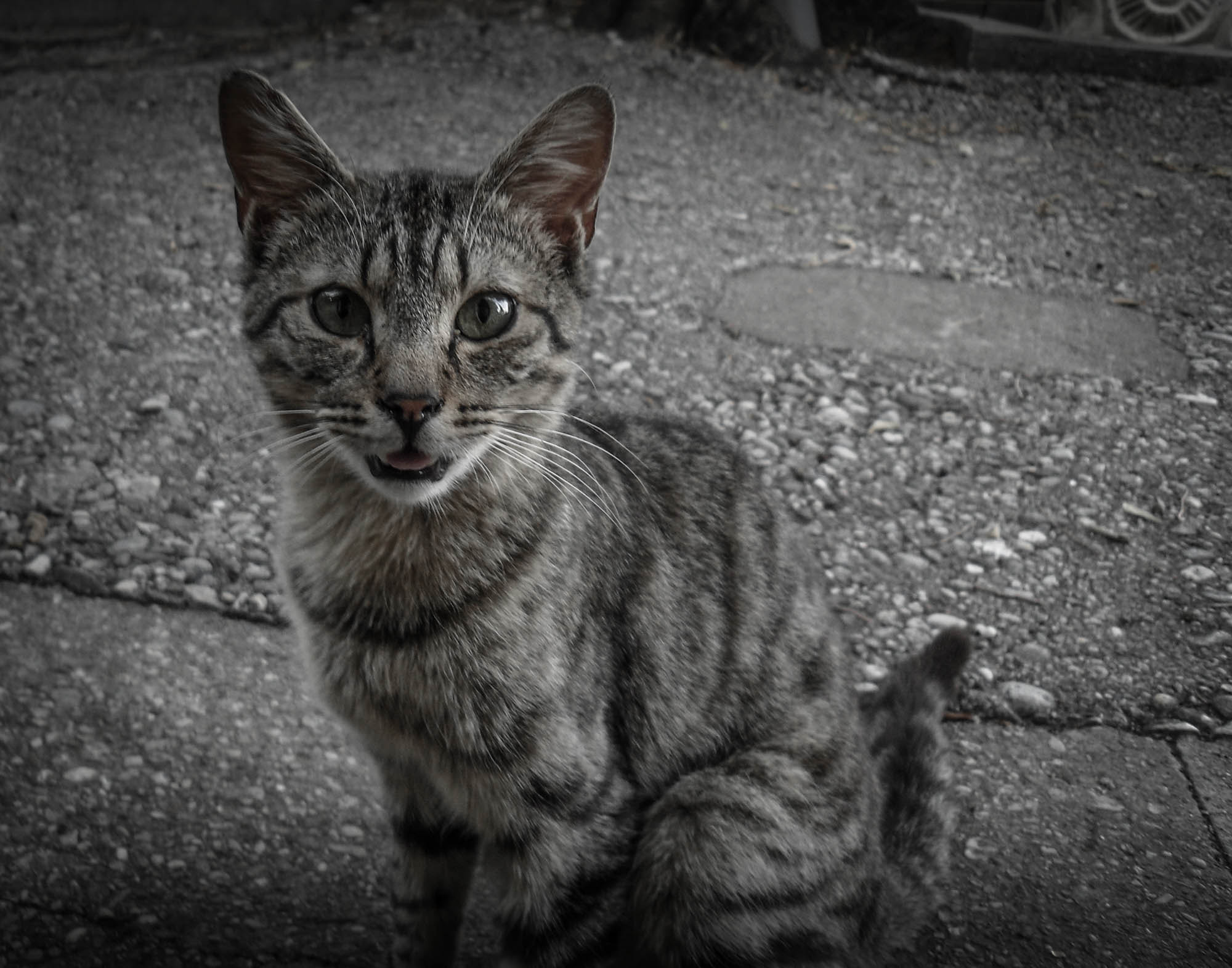 Samsung ES20/ VLUU ES20/  SL35 sample photo. Meow photography
