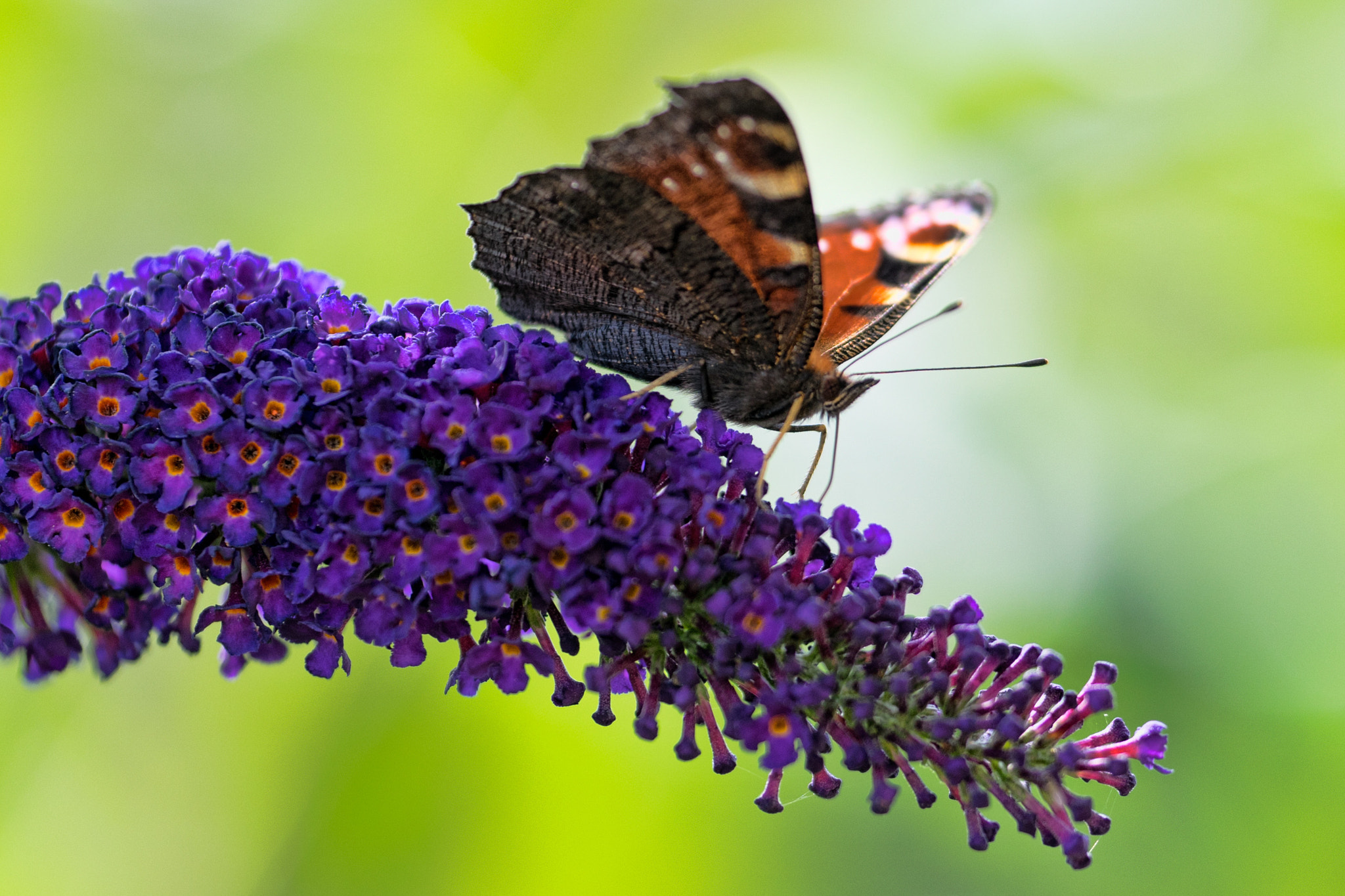 Sony a7 + 70-200mm F2.8 sample photo. European peacock butterfly photography
