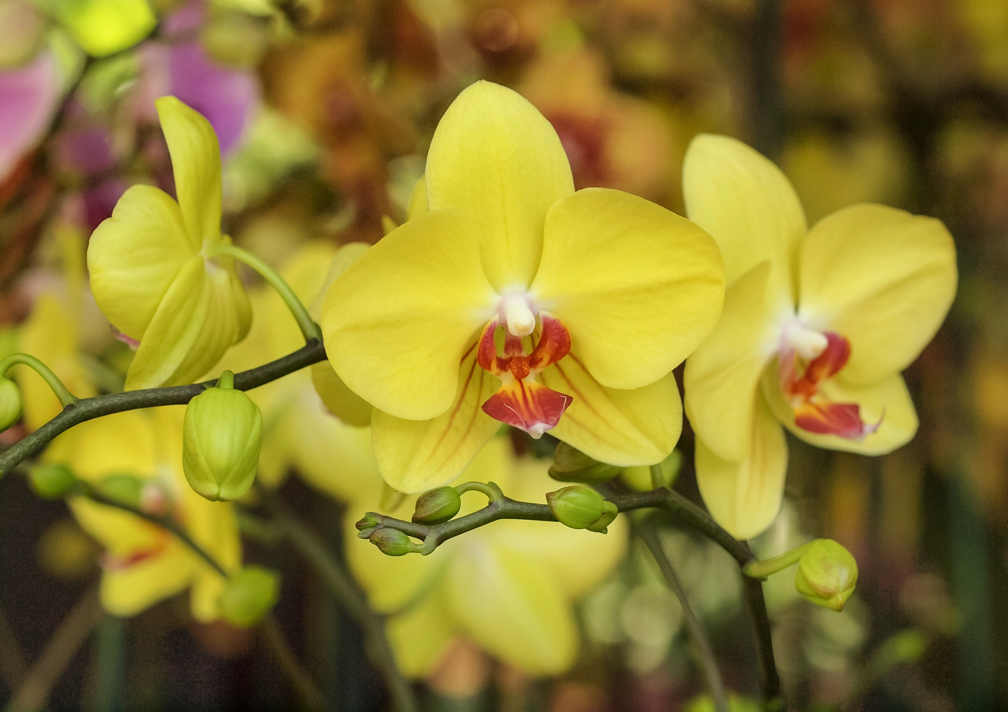 Olympus E-620 (EVOLT E-620) + OLYMPUS 50mm Lens sample photo. Orquidea photography