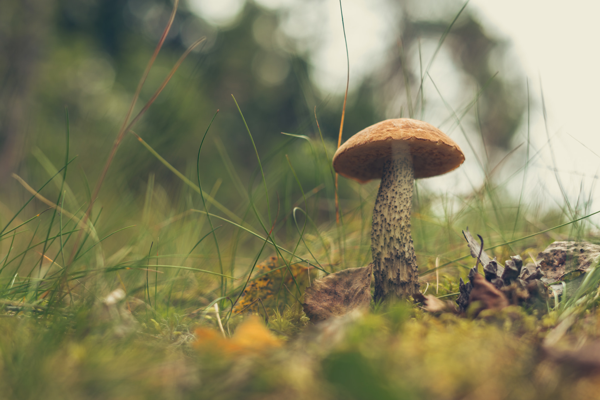 Sony a7R + Sony FE 50mm F1.8 sample photo. Leccinum photography
