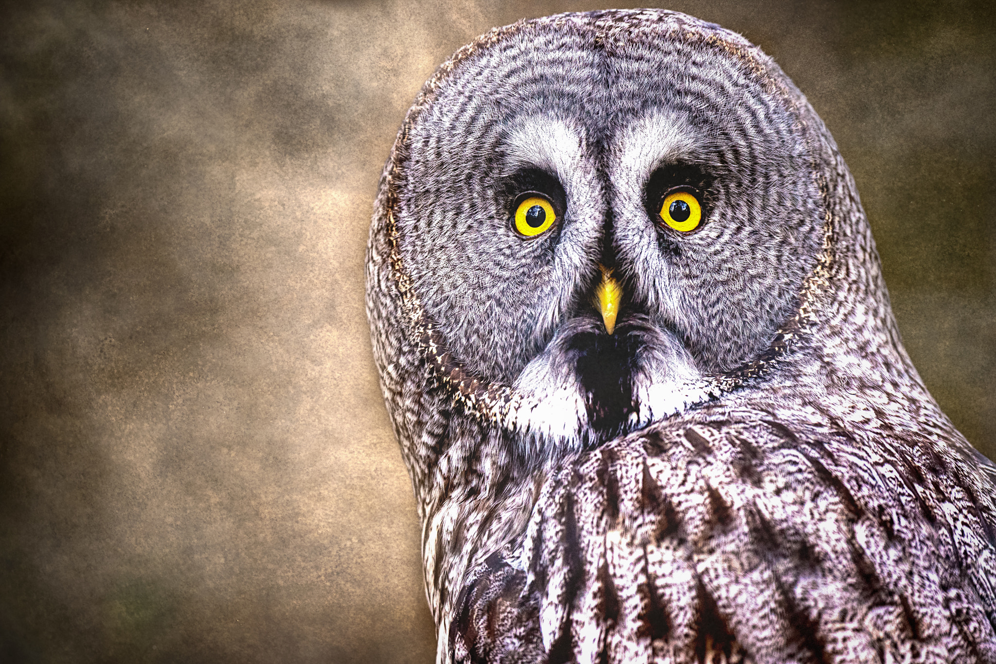 Nikon D600 sample photo. The great grey photography
