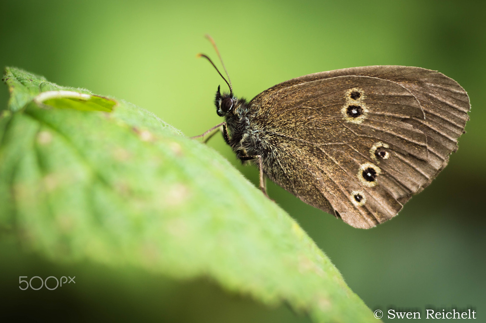 Tokina EMZ M100 AF 100mm F3.5 sample photo. Brauner waldvogel photography