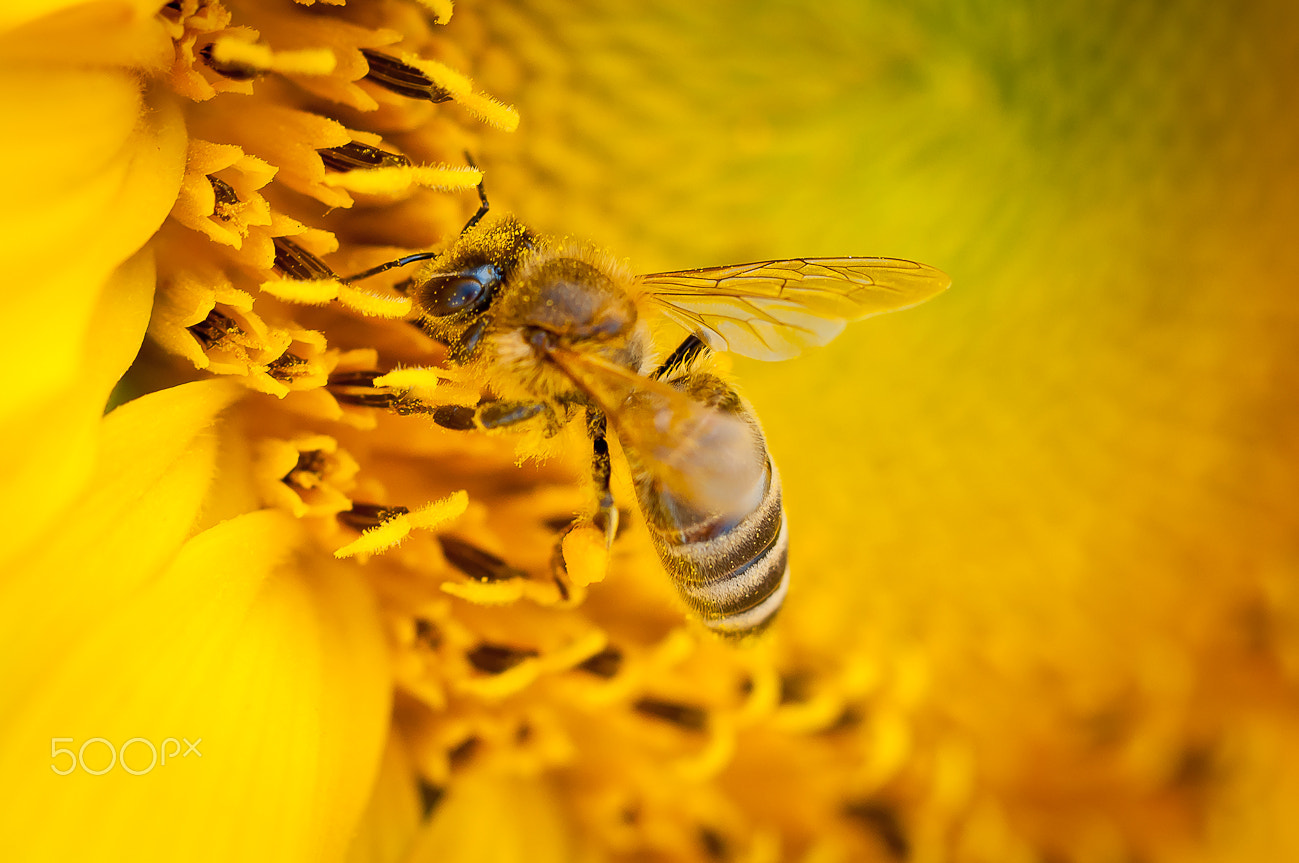 Nikon D5000 sample photo. Hard work photography
