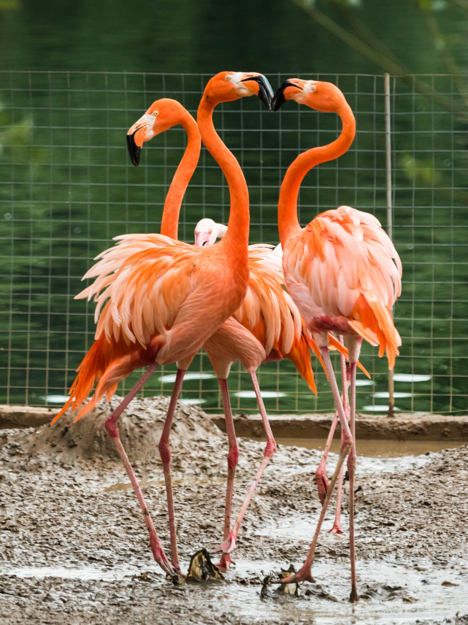 Panasonic Lumix DMC-GH4 + Olympus M.Zuiko Digital ED 40-150mm F2.8 Pro sample photo. Trio plus extra hidden flamingo:) photography