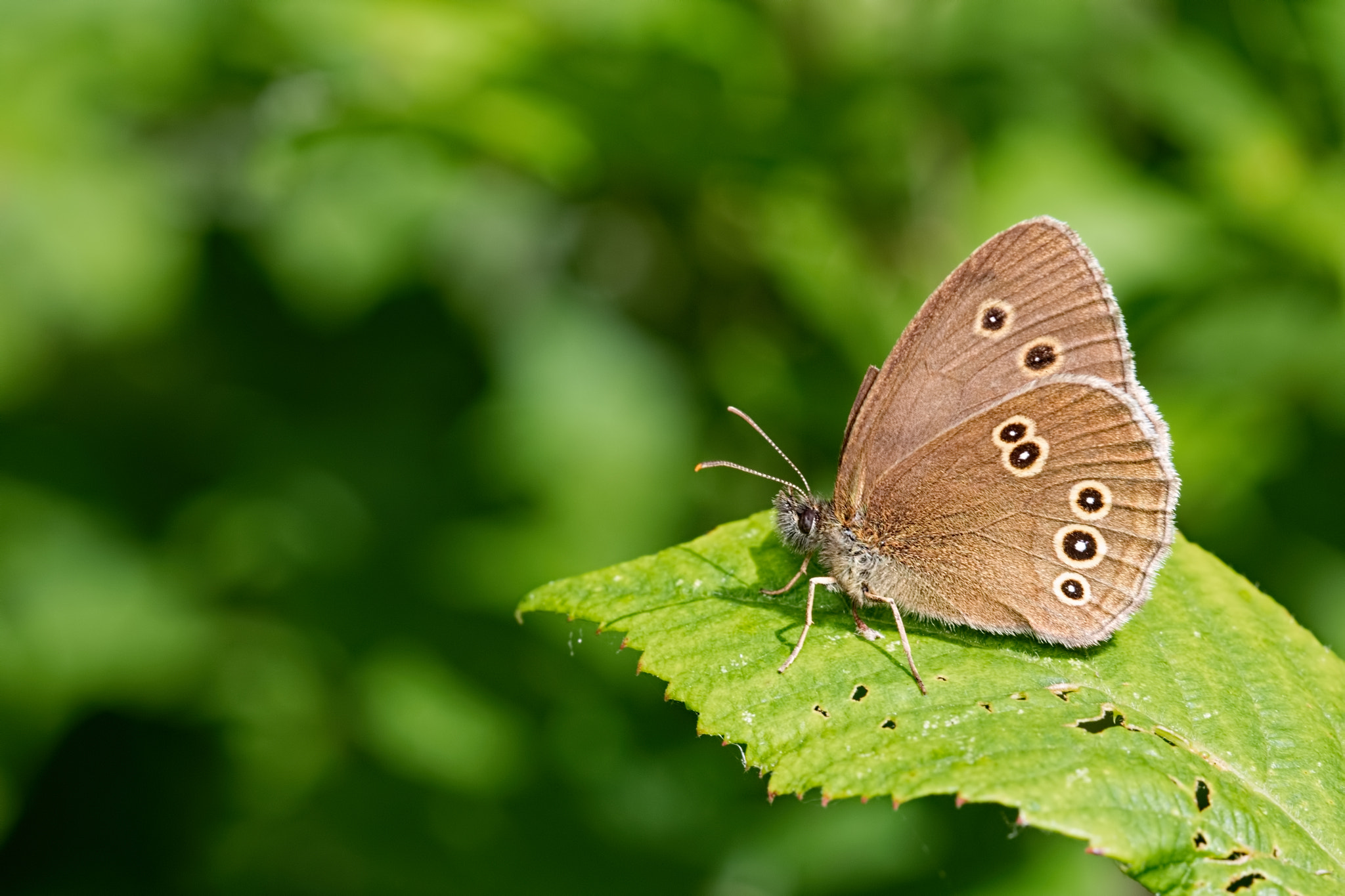 Canon EF 100mm F2.8 Macro USM sample photo. Ringlet photography
