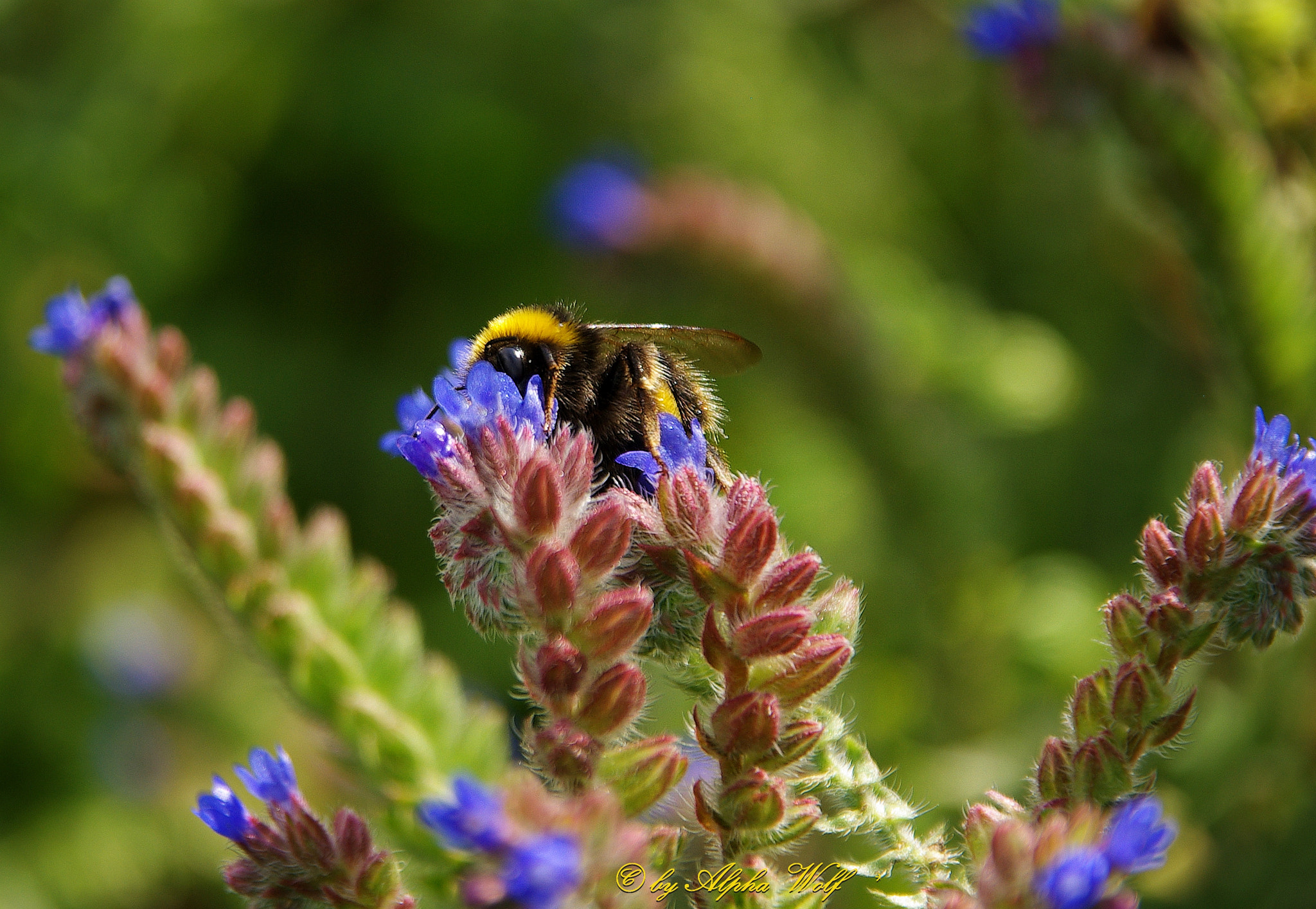 Pentax K10D + Sigma 18-200mm F3.5-6.3 DC sample photo. Bumblebee photography