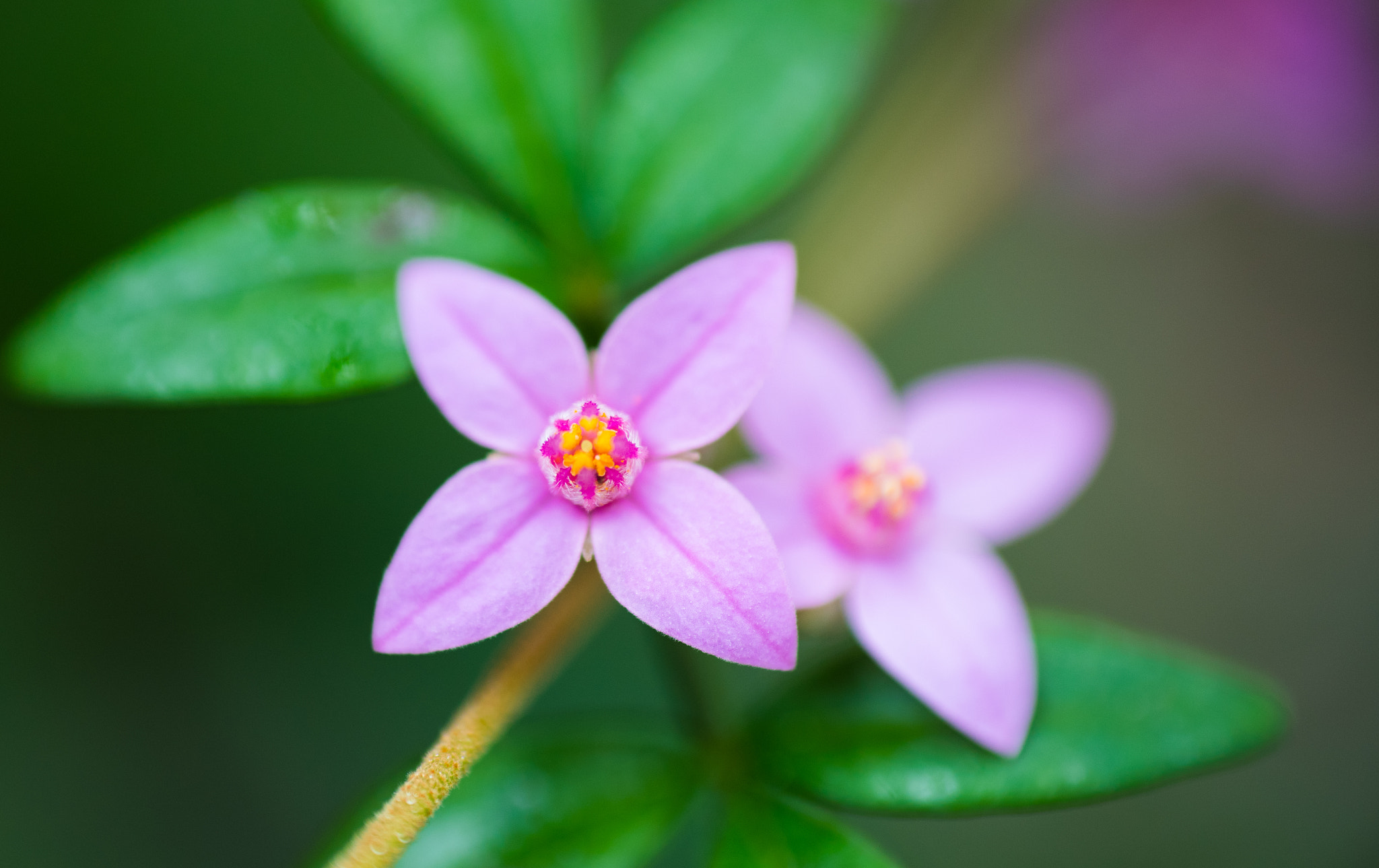 Nikon D750 + AF Nikkor 85mm f/1.8 sample photo. Colours of life photography