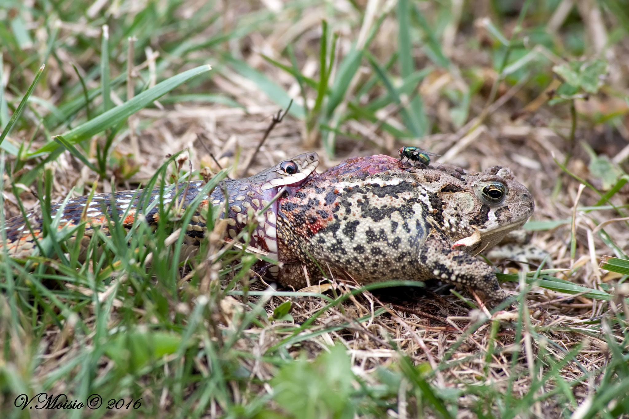 Canon EOS 5D + Canon EF 70-300mm F4-5.6 IS USM sample photo. Snake and toad photography