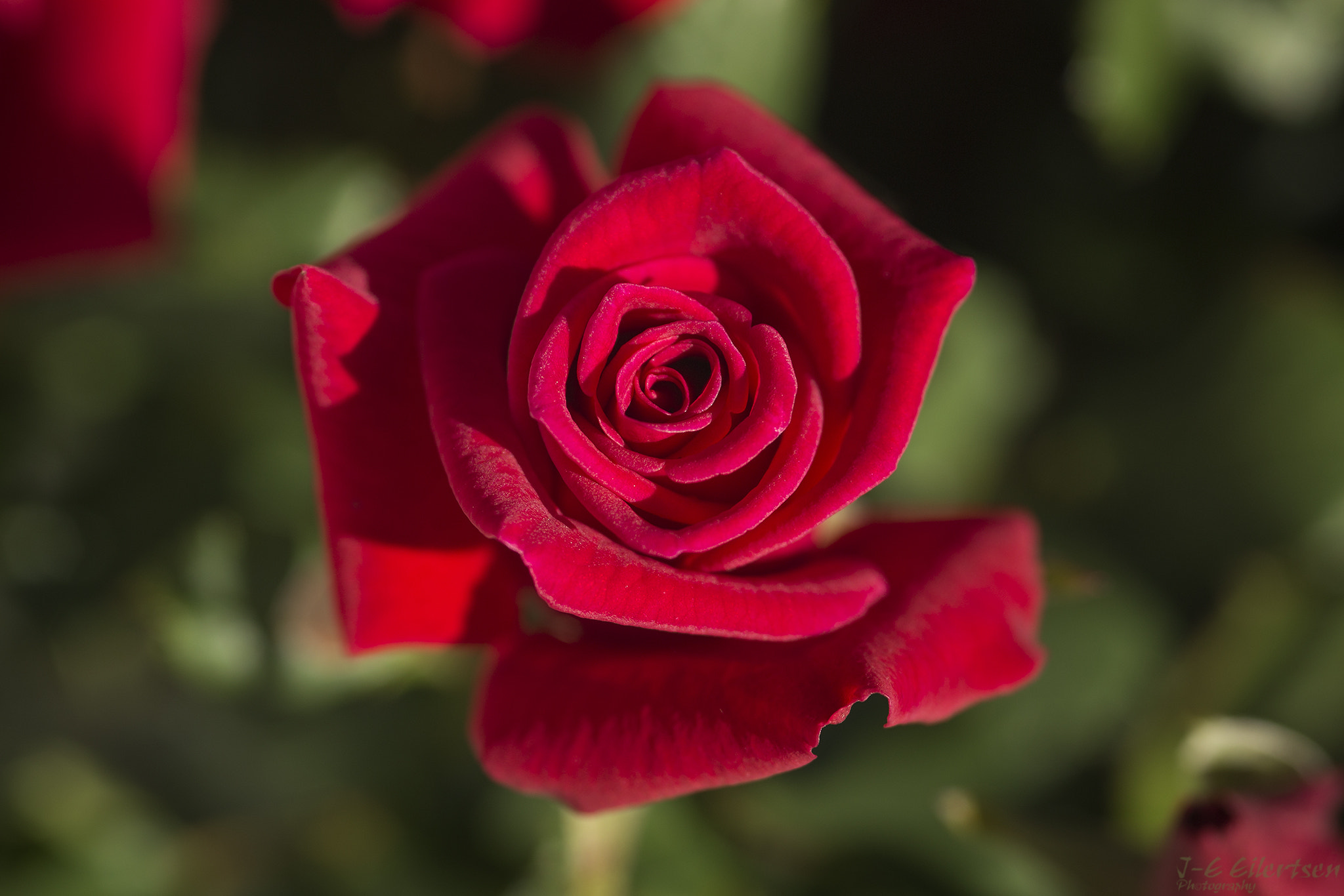 Canon EOS 6D + Sigma 105mm F2.8 EX DG Macro sample photo. Rose photography