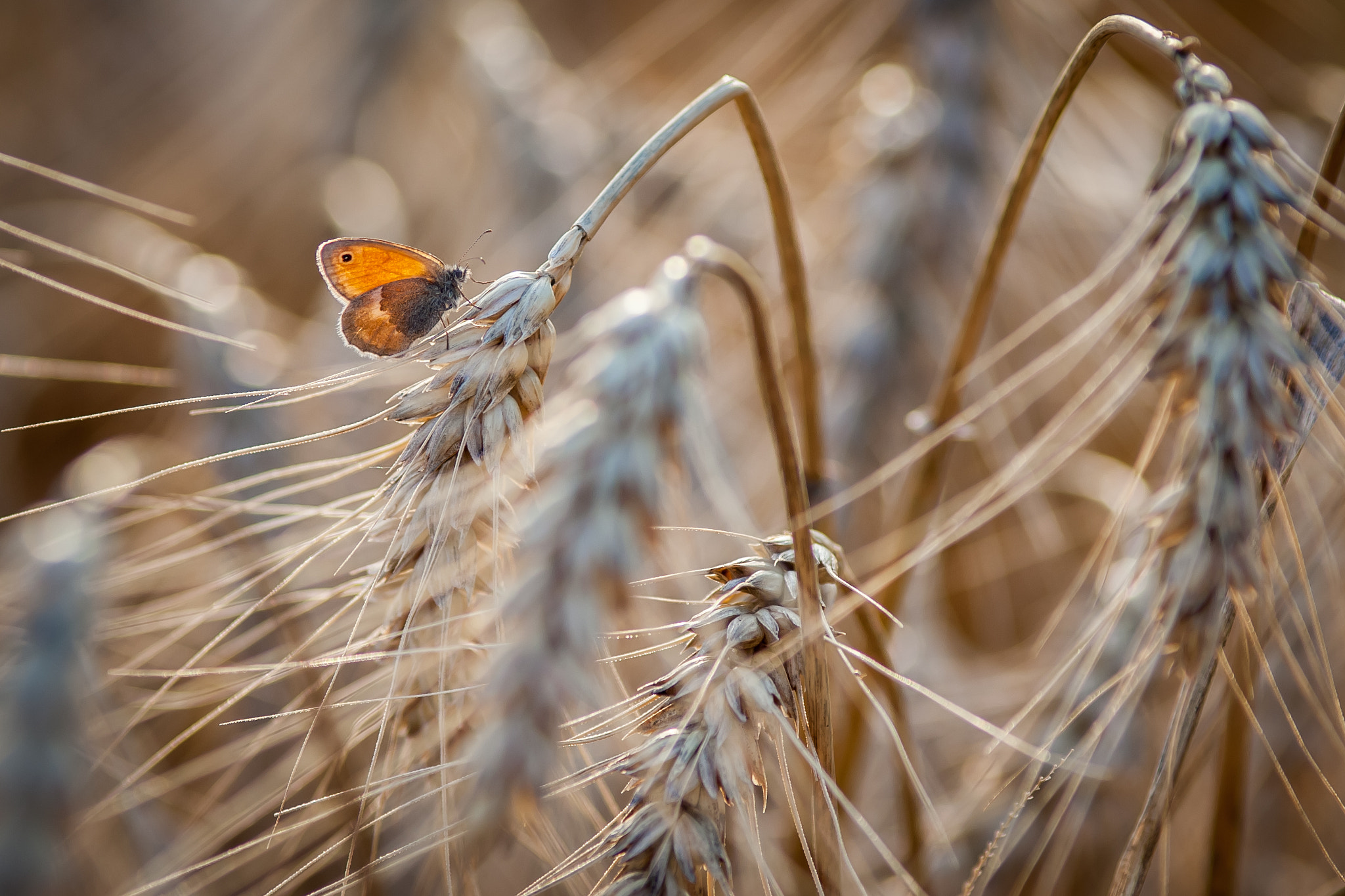 Canon EF 200mm F2.8L II USM sample photo. Small hay... photography