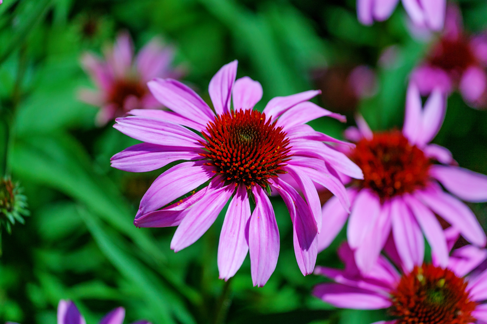 Canon EOS-1D Mark III sample photo. Purple photography