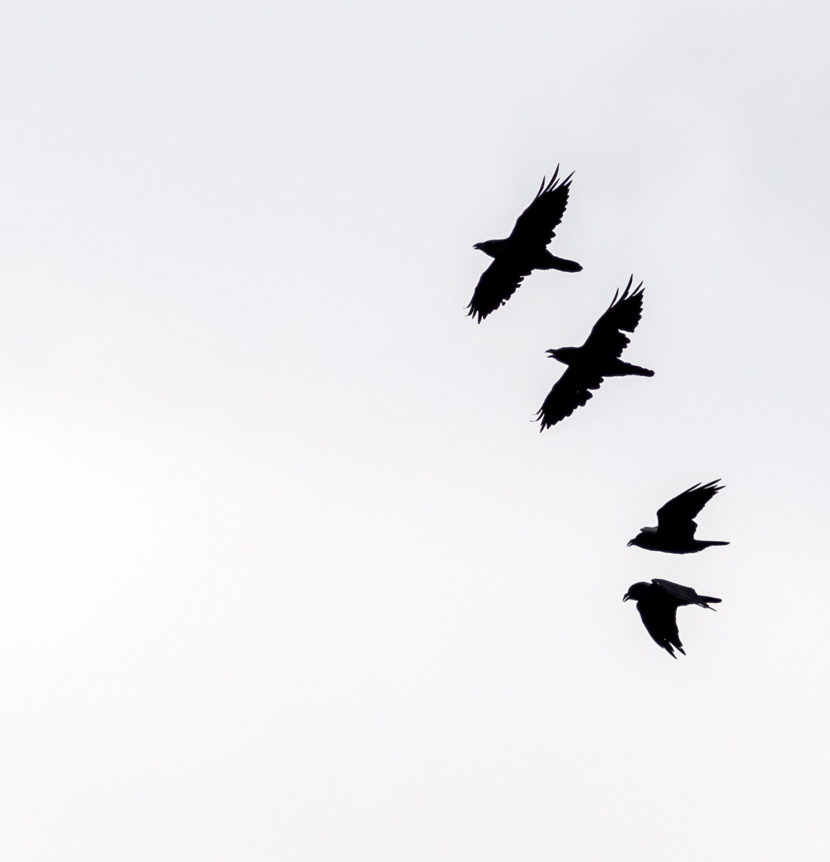 Sony a7R II + Canon EF 400mm F5.6L USM sample photo. Ravens in sync photography