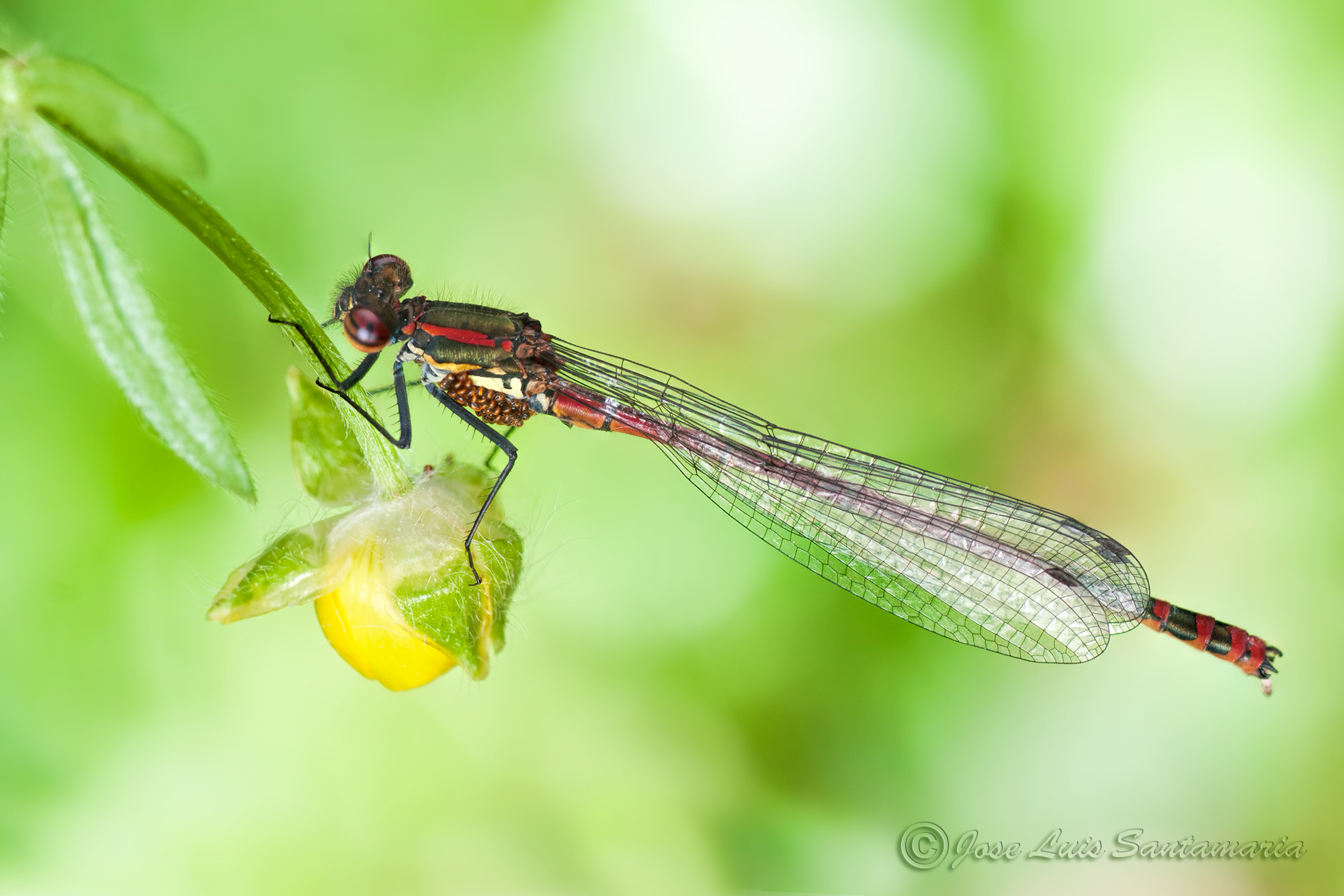 Nikon D300S sample photo. Pyrrhosoma nymphula photography