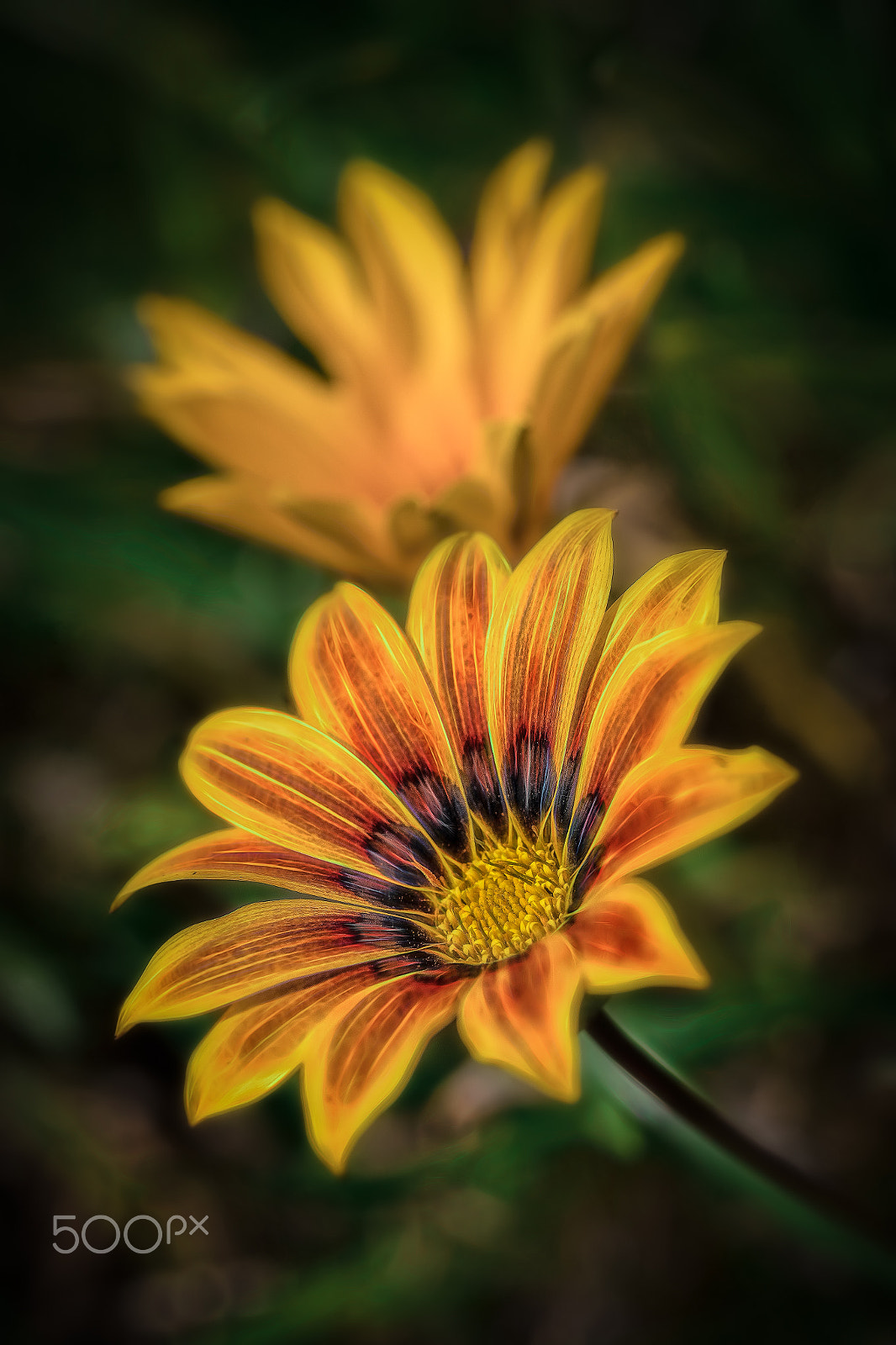 Canon EF 100mm F2.8L Macro IS USM sample photo. Daisy diaries (21) photography